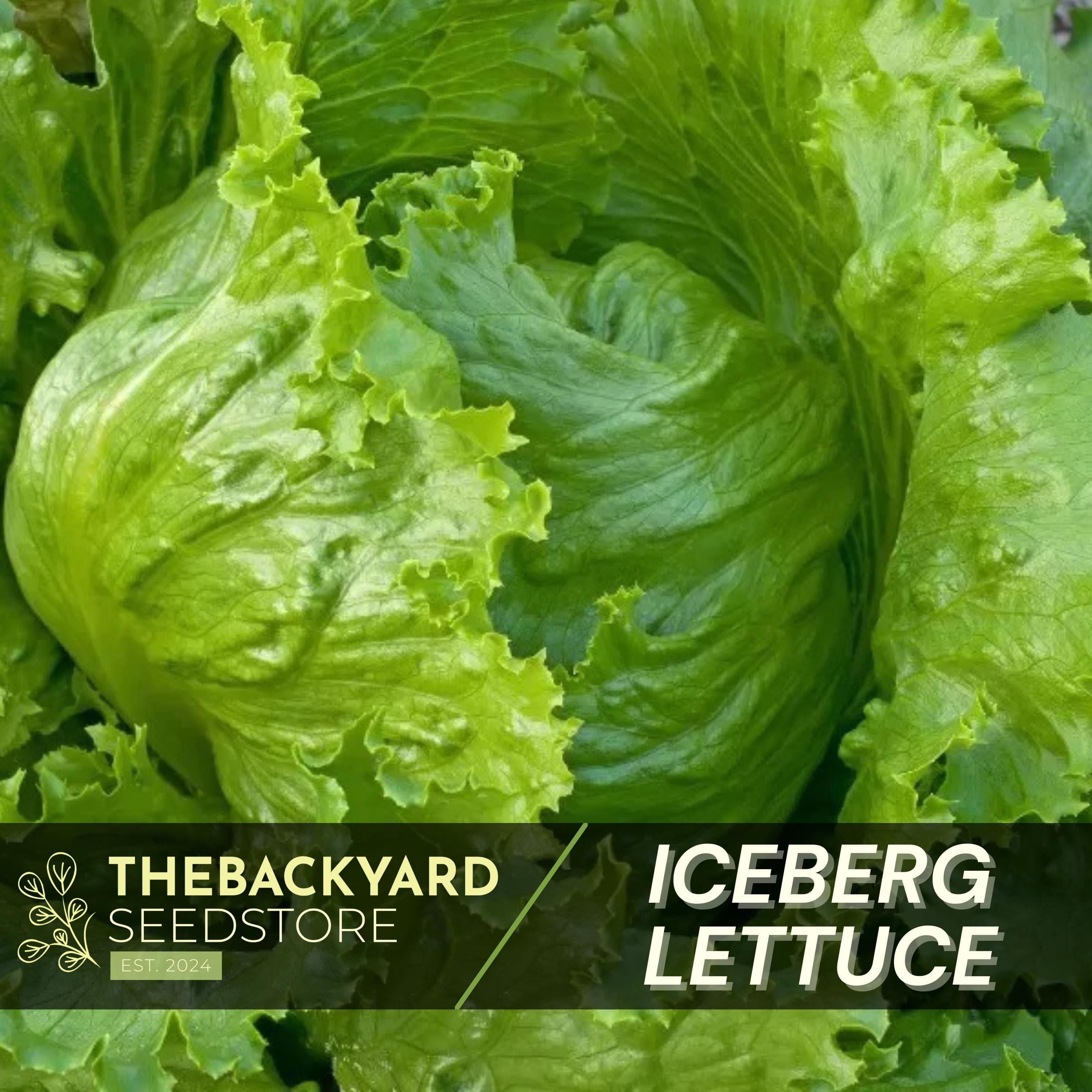 Heat Tolerant Iceberg Lettuce Seeds - Slow Bolting (200+ Seeds)