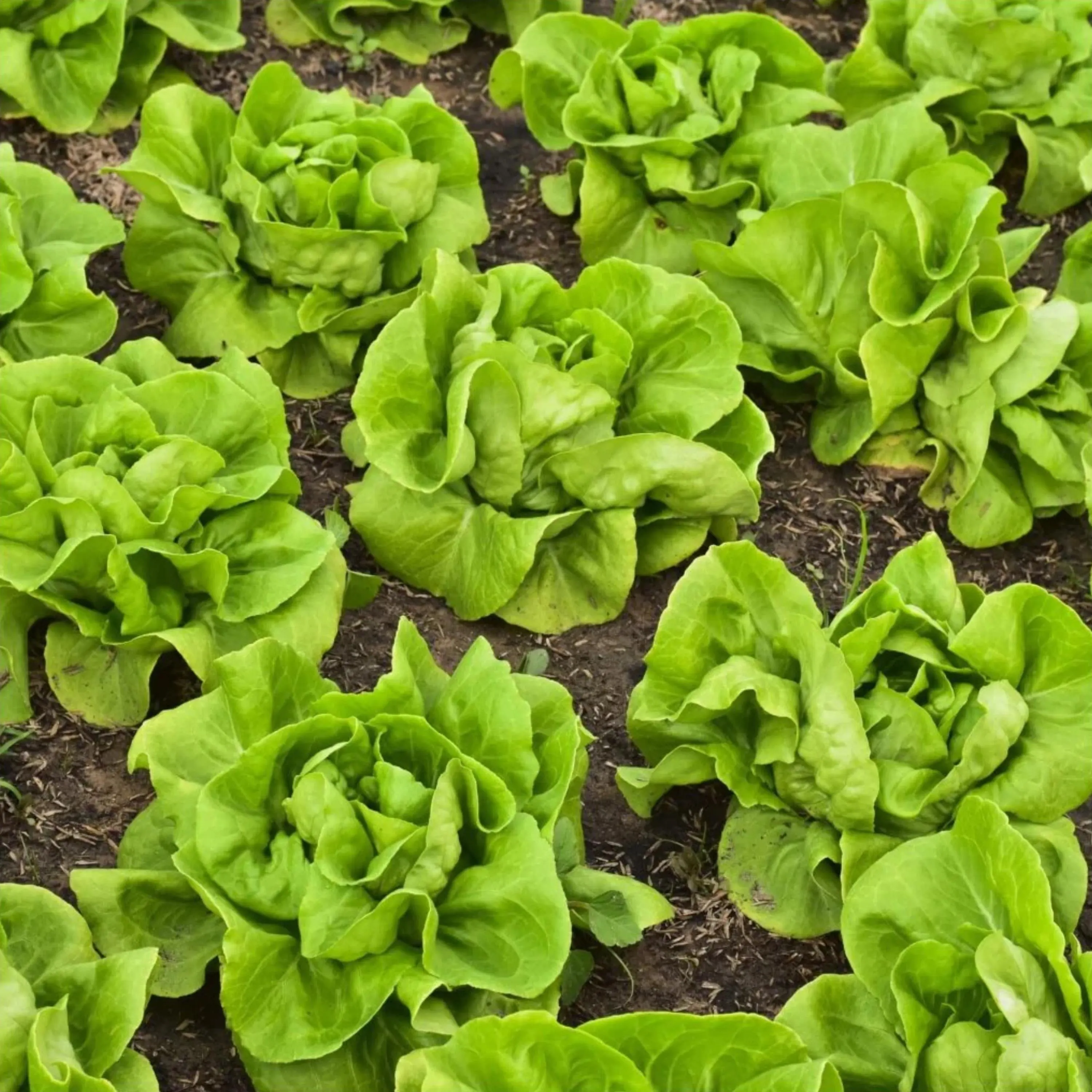 Buttercrunch Lettuce Seeds: 200+ Heirloom Cold Hardy Garden Seeds