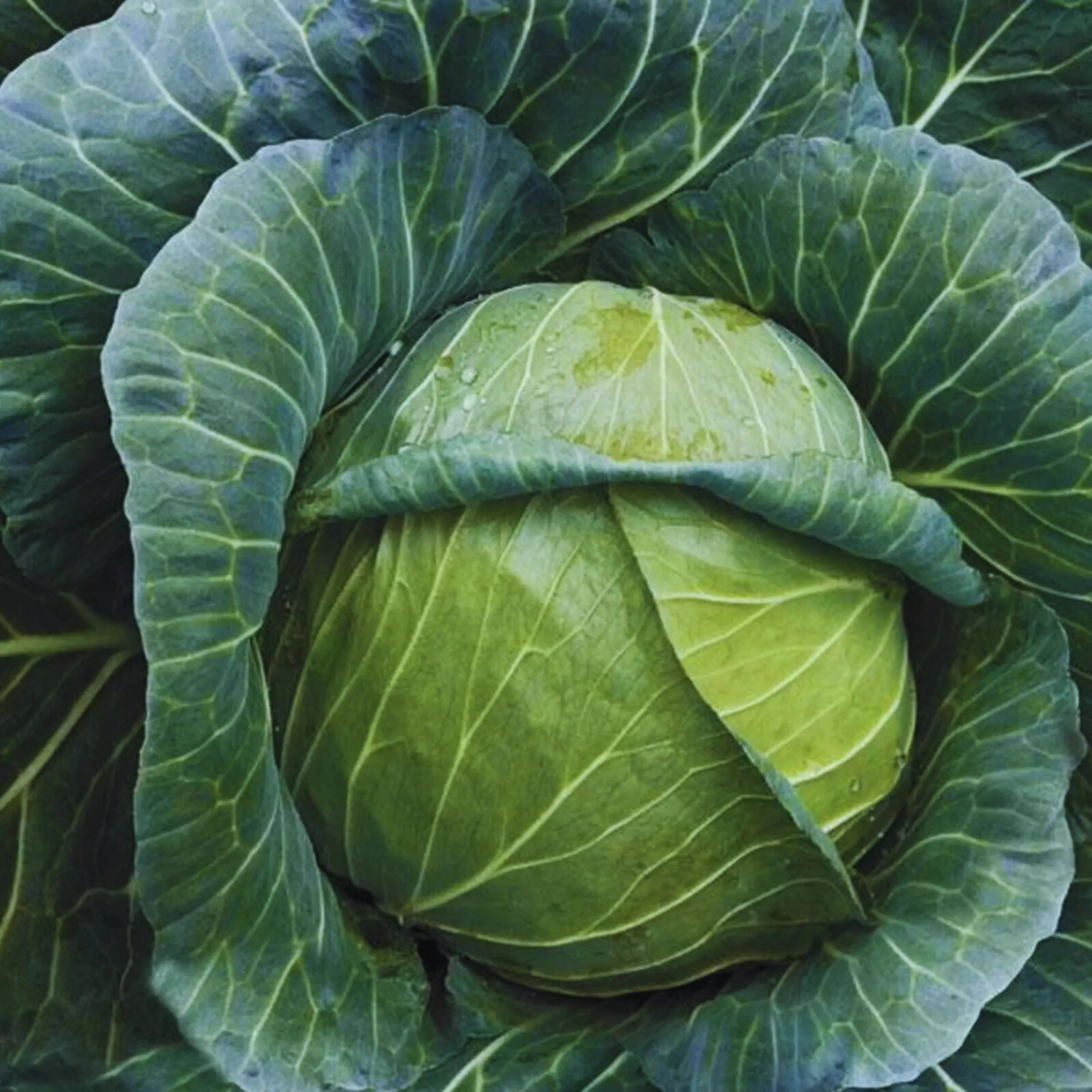 Golden Acre Cabbage Seeds: Non-GMO Green Garden Brassica (200+ Seeds)