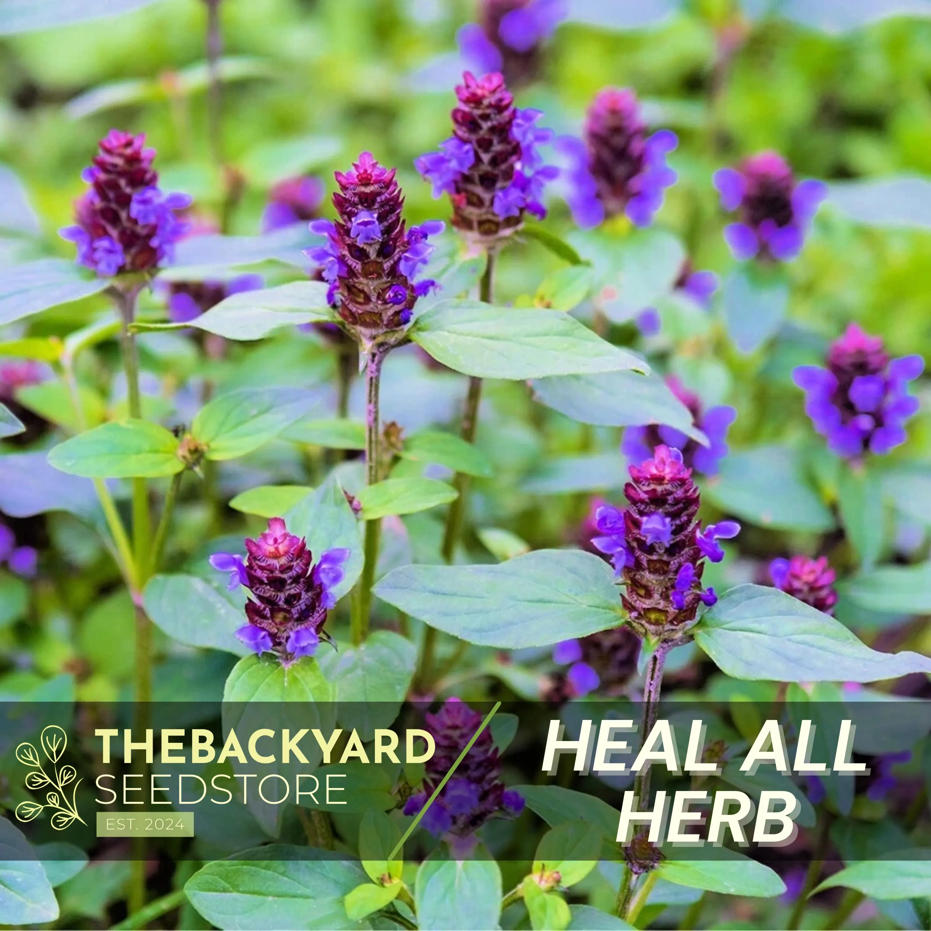 Heal All Seeds: Medicinal Perennial Herb - Attracts Bees