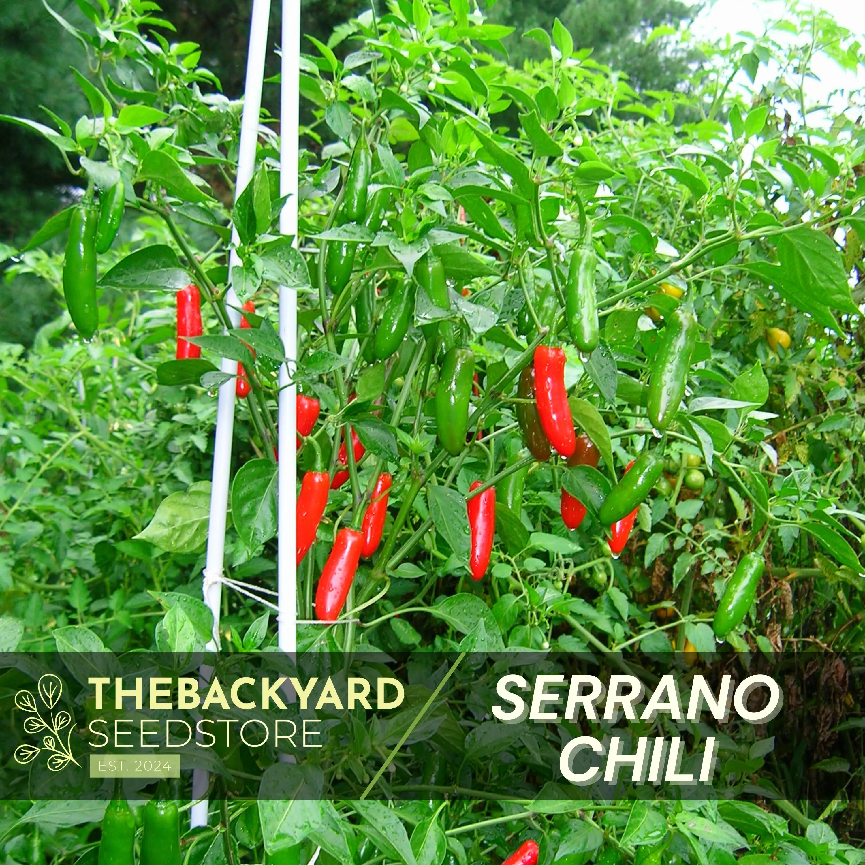 Serrano Chili Pepper Seeds: Spicy, High-Yield, Compact Plant