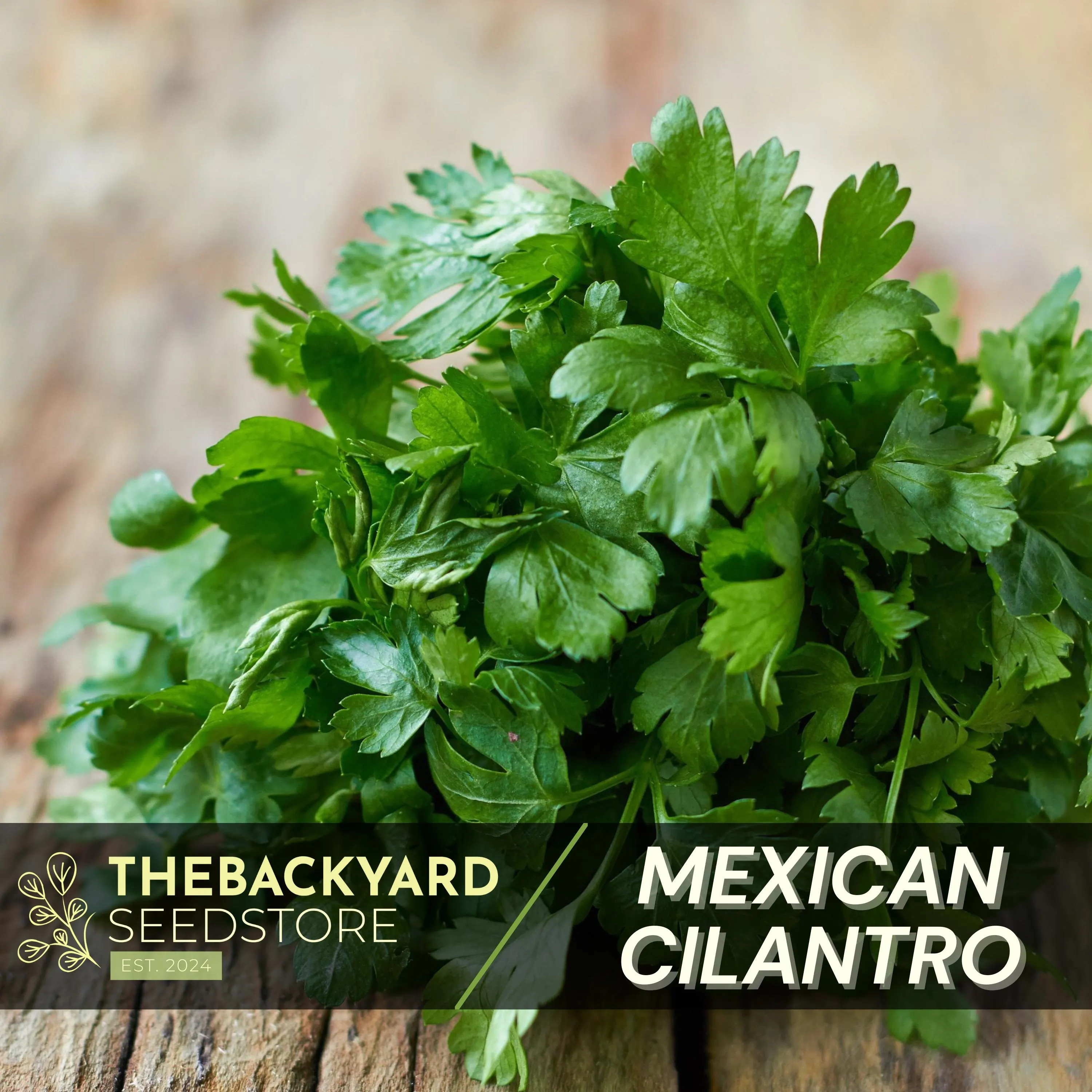 Cilantro Seeds: Slow Bolt, Non-GMO, Mexican Coriander (100+ Seeds)