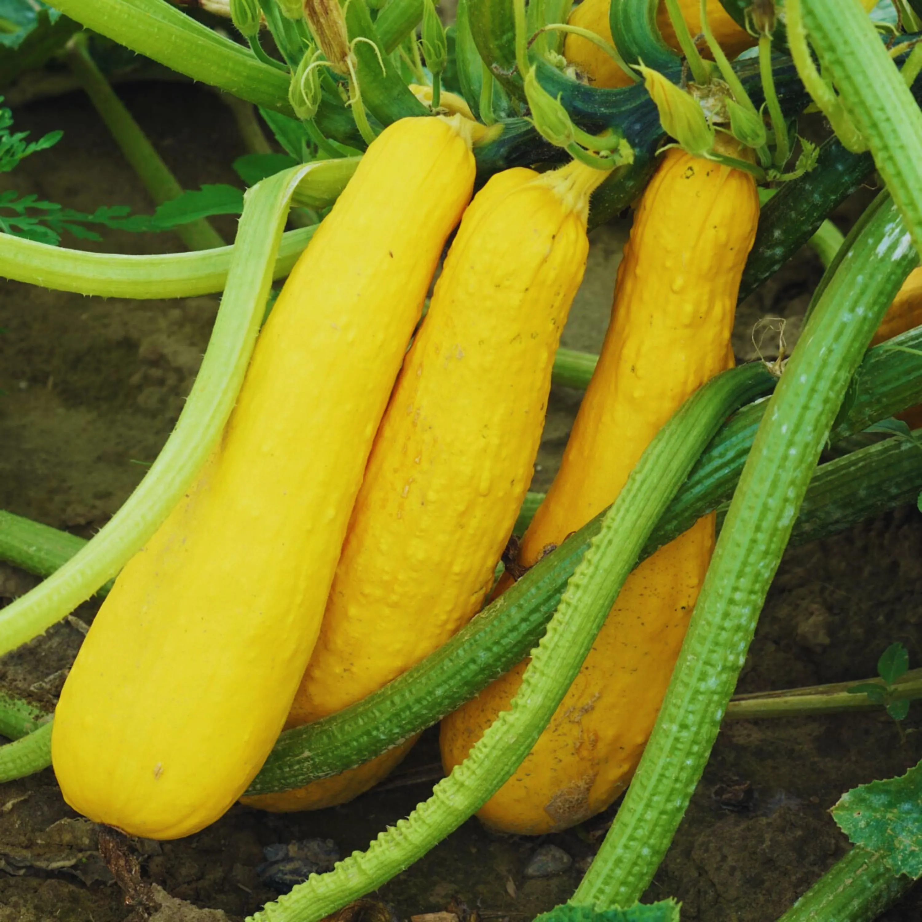 Straightneck Summer Squash Seeds - 25+ Garden Seeds