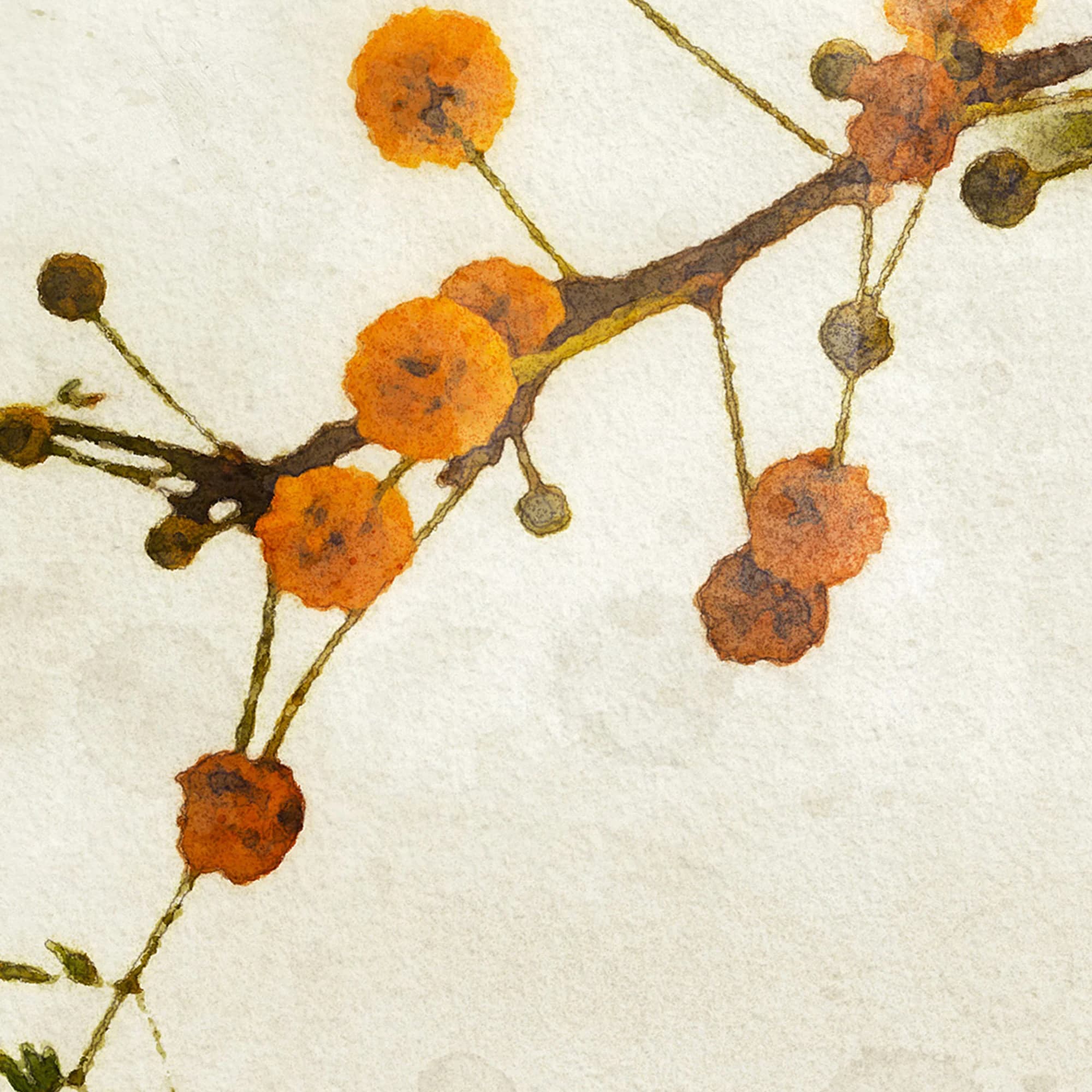 Samsung Frame TV Art, Watercolor Flower Art, Botanical Painting, Floral Tv Art, Farmhouse Decor, Fall Winter Season, Samsung Digital Art Tv - image 4