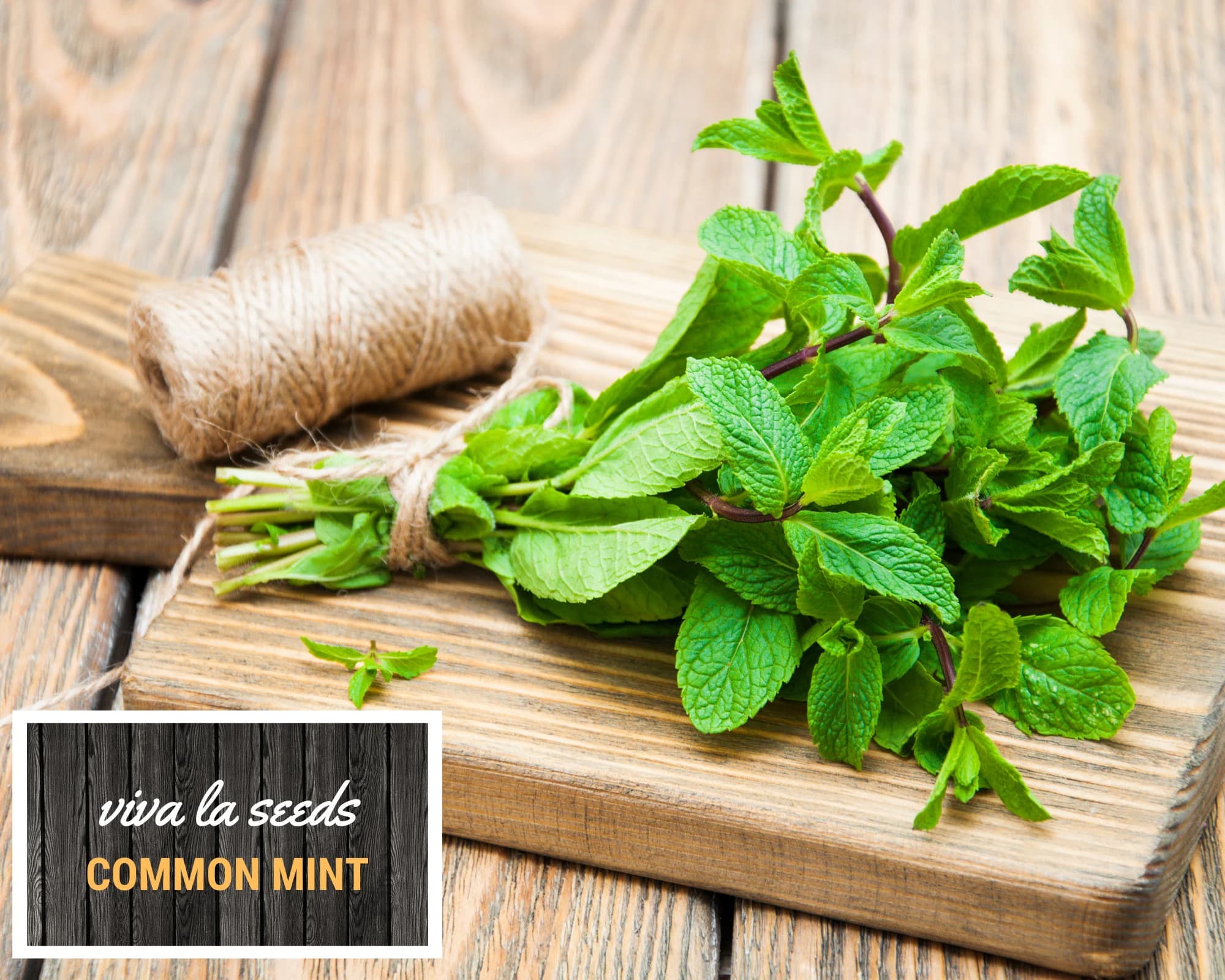 Mint, Common | 100 Seeds | Medicinal | Culinary Herb | Heirloom | Mentha spp. - image 2