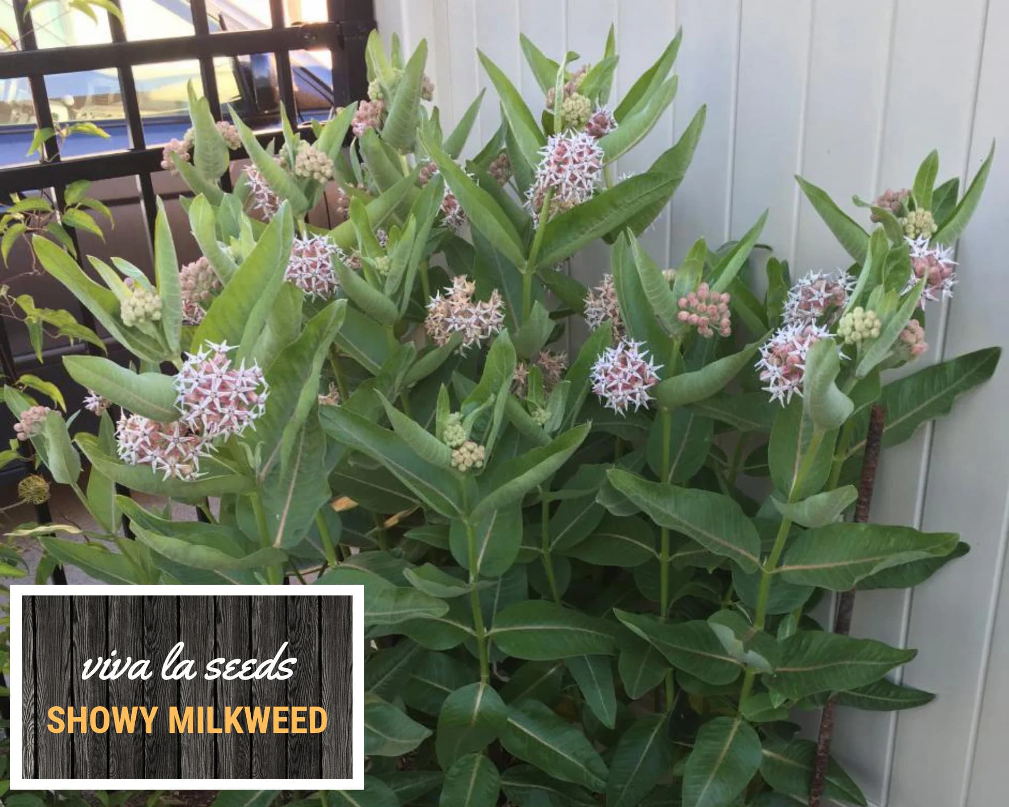 Milkweed, Showy | 20 Seeds | Butterfly & Hummingbird Must | Non GMO | Asclepias speciosa - image 3