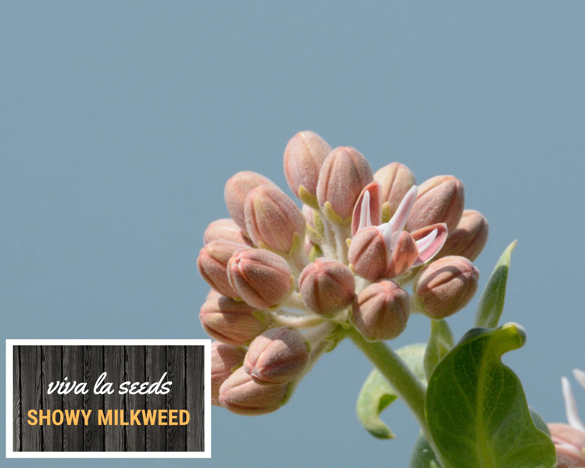 Milkweed, Showy | 20 Seeds | Butterfly & Hummingbird Must | Non GMO | Asclepias speciosa - image 5