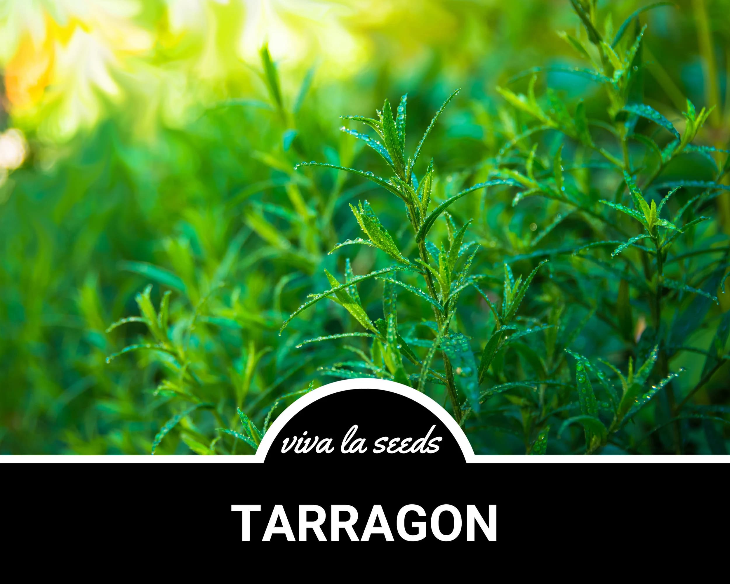 Tarragon | 300 Seeds | Medicinal & Culinary Herb | Non GMO