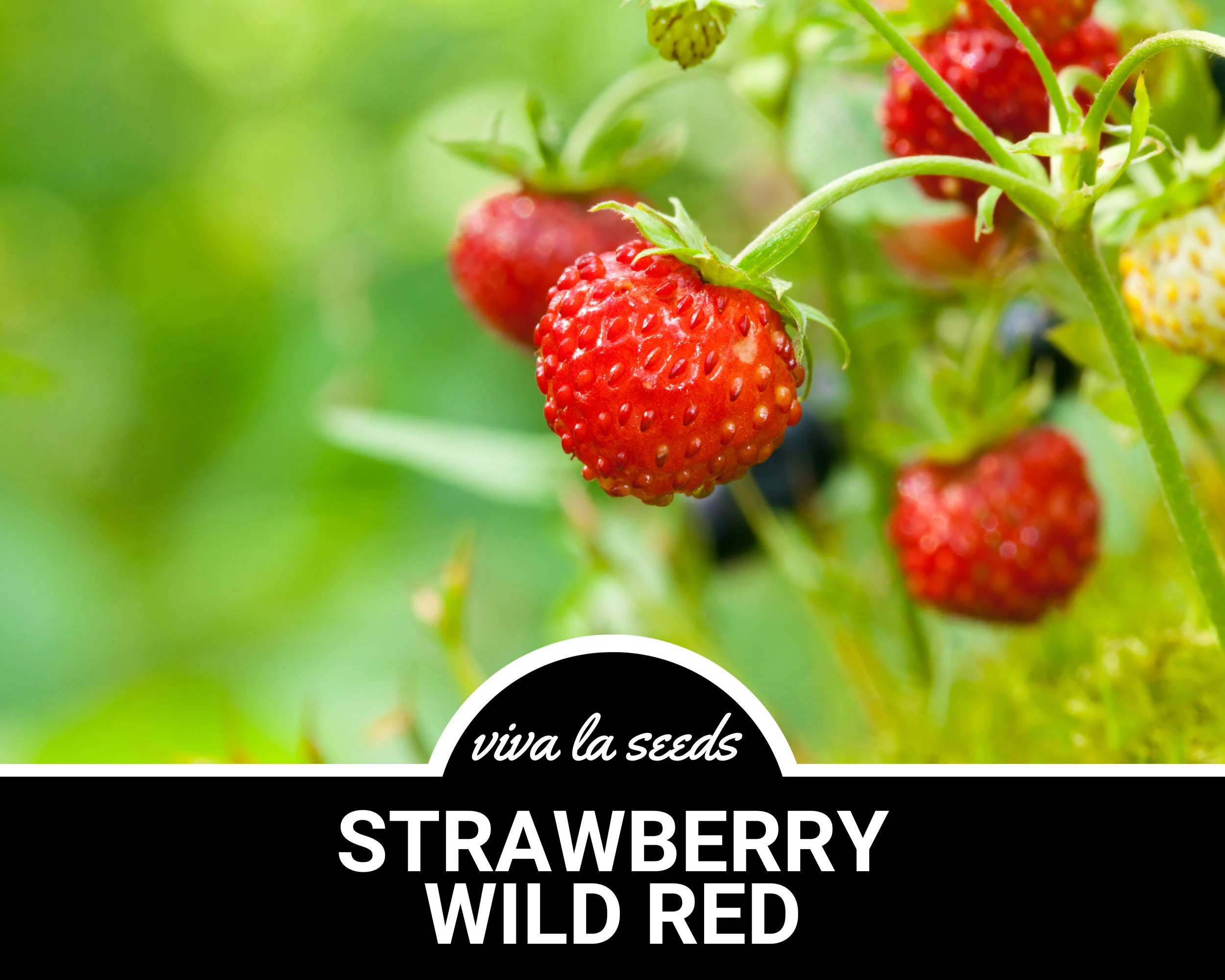 Strawberry, Wild | 200 Seeds | Heirloom | Non-GMO | Fragaria vesca