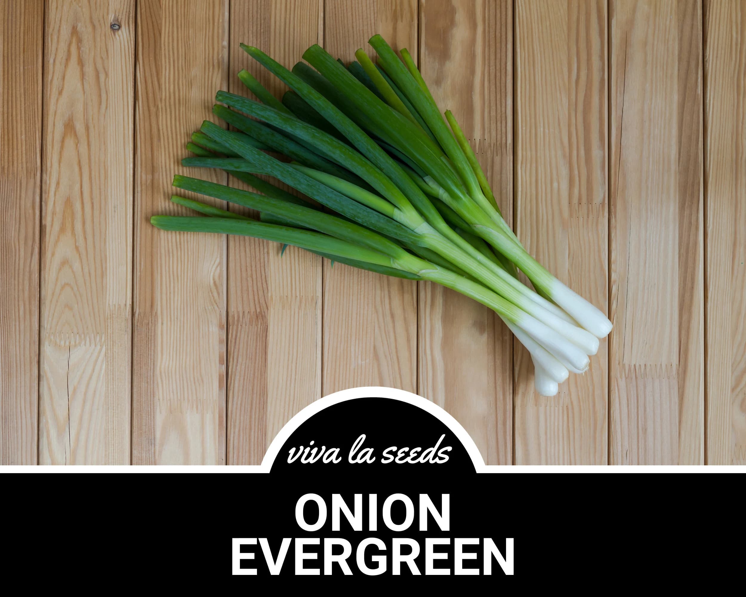 Onion, Evergreen Bunching | 200 Seeds | Heirloom | Non GMO | Allium fistulosum