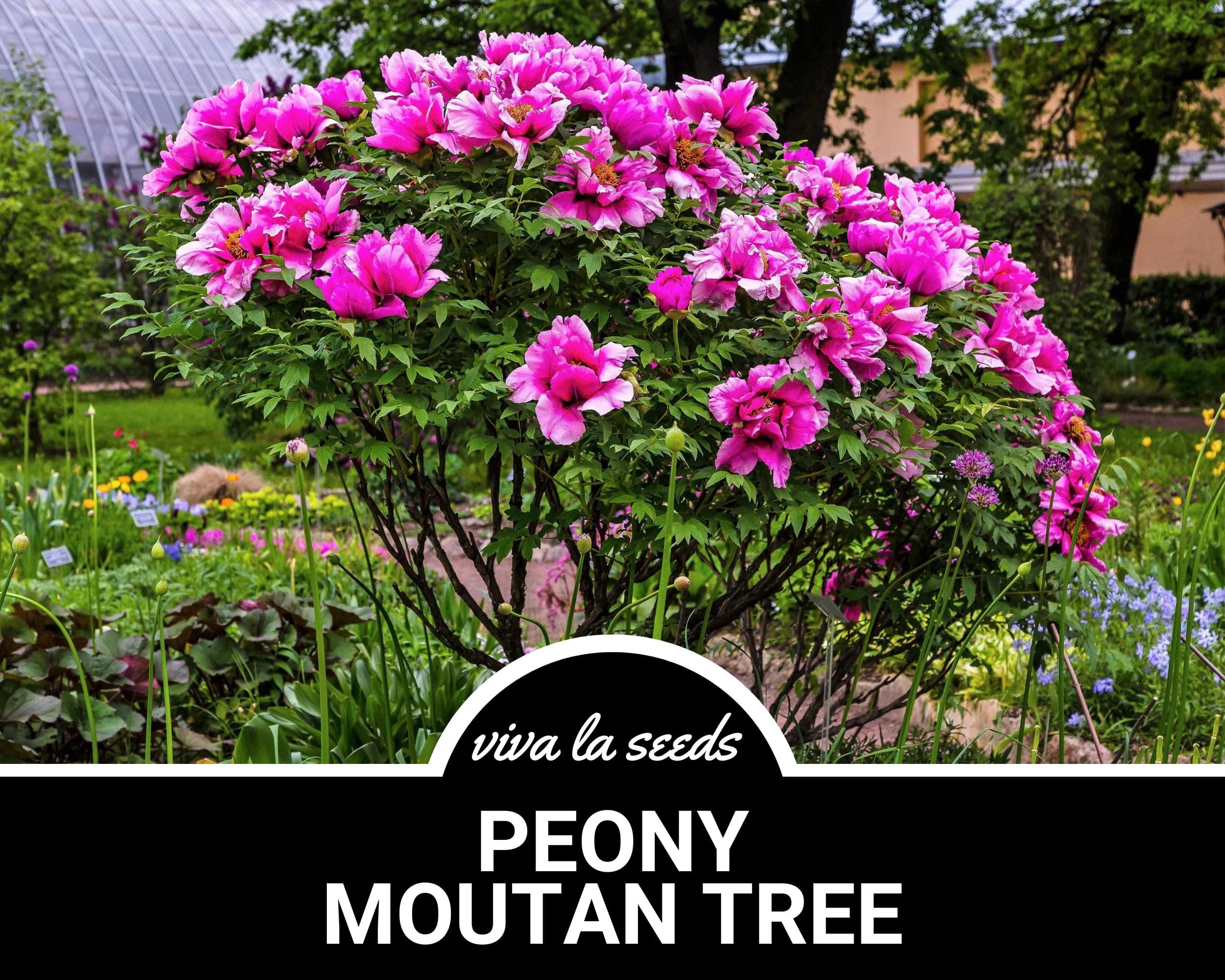 Peony, Moutan Tree | 10 Seeds | Heirloom Perennial Shrub | Culinary & Medicinal | Large Blooms | Paeonia suffruticosa - image 4