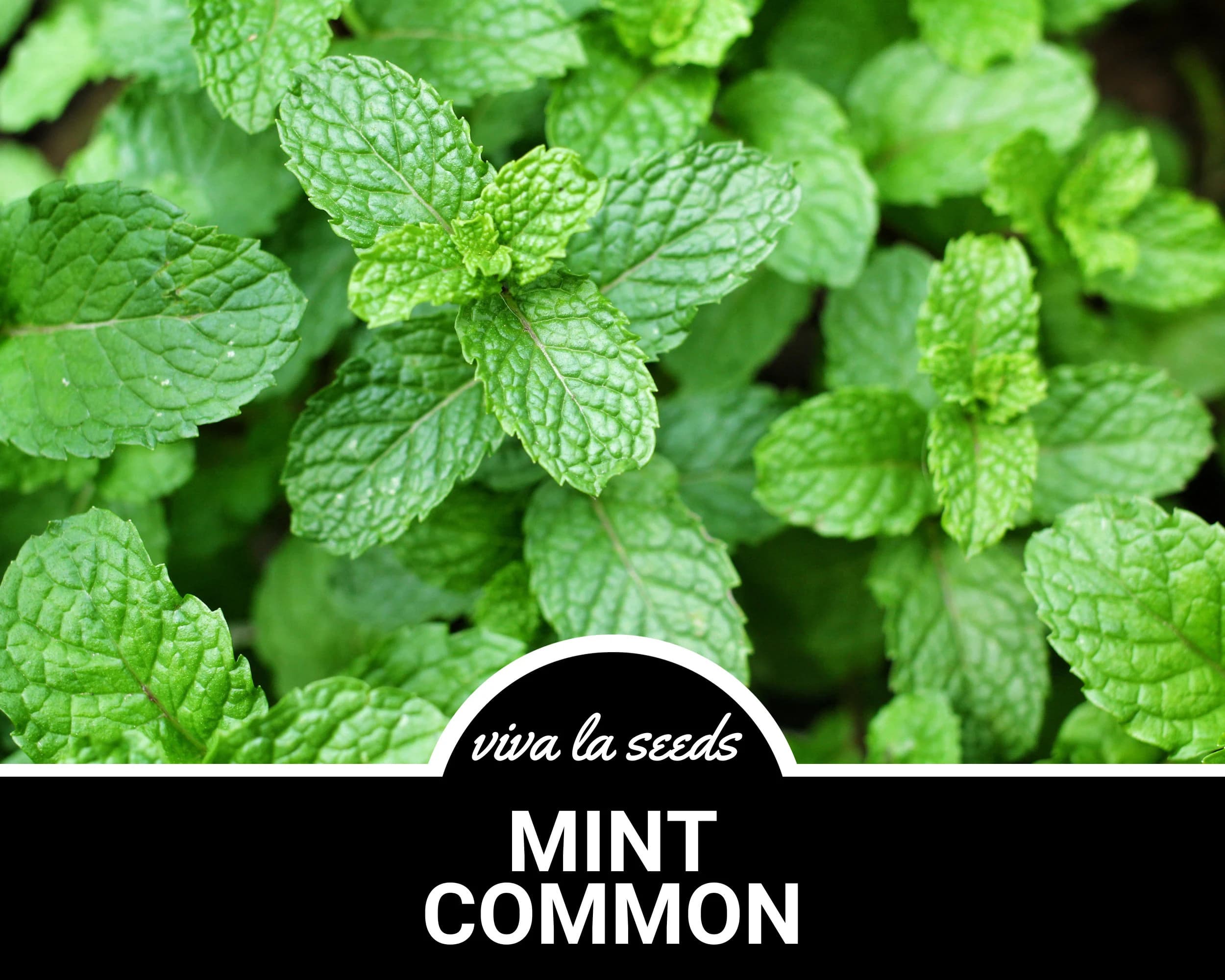 Mint, Common | 100 Seeds | Medicinal | Culinary Herb | Heirloom | Mentha spp.
