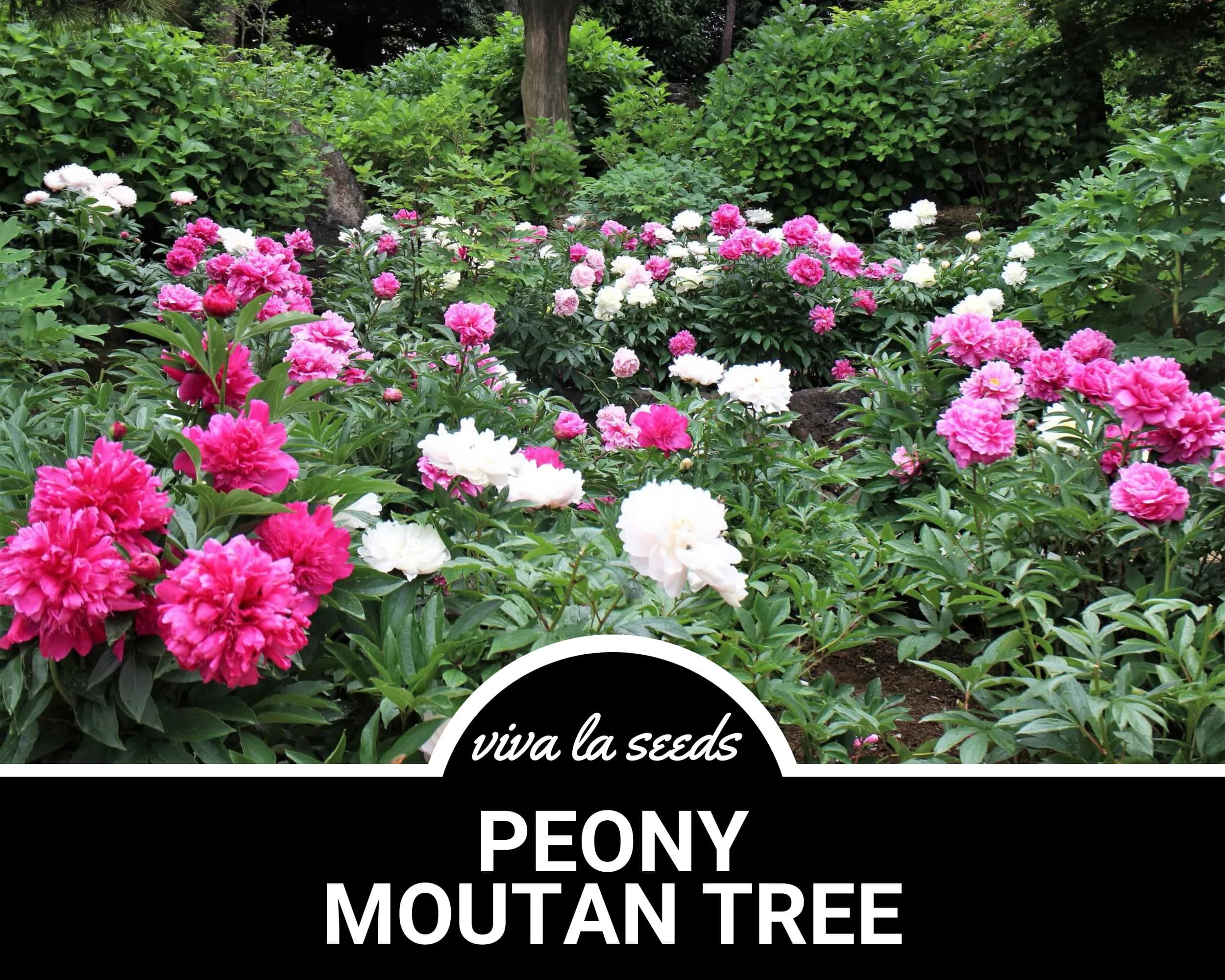 Peony, Moutan Tree | 10 Seeds | Heirloom Perennial Shrub | Culinary & Medicinal | Large Blooms | Paeonia suffruticosa
