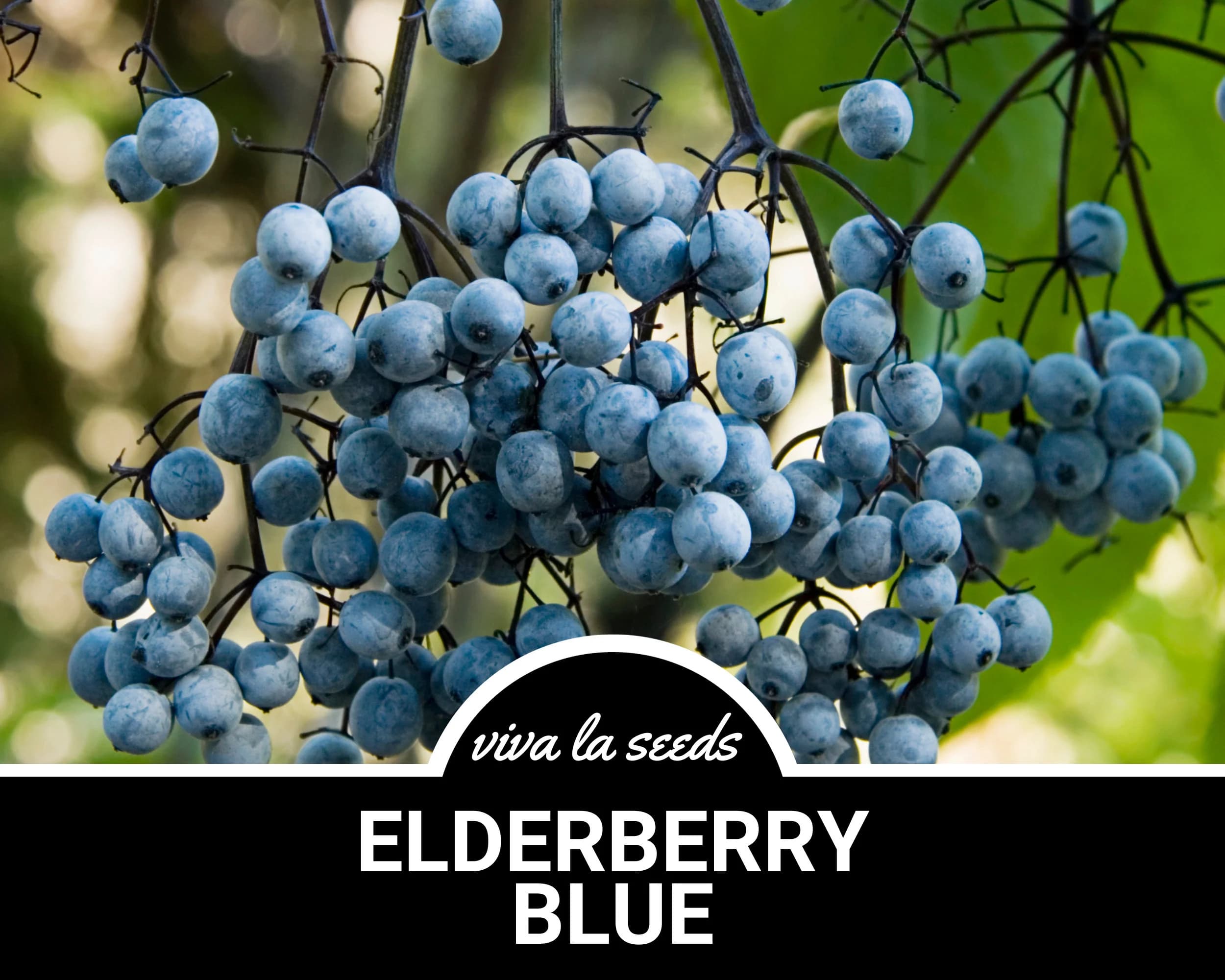 Elderberry - Blue | 50 Seeds | Medicinal | Culinary | Non GMO | Sambucus caerulea