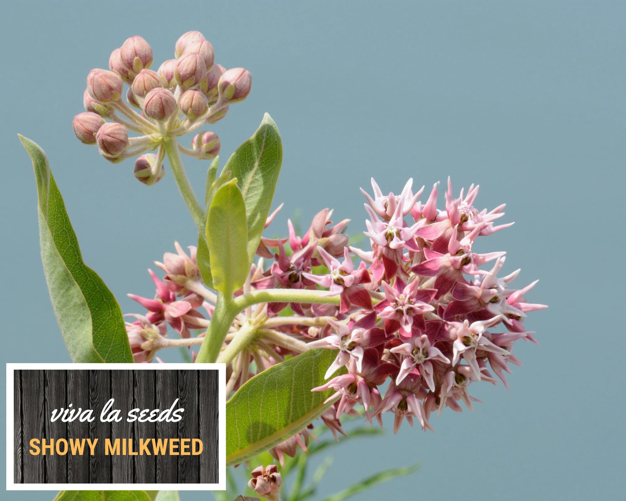 Milkweed, Showy | 20 Seeds | Butterfly & Hummingbird Must | Non GMO | Asclepias speciosa - image 4
