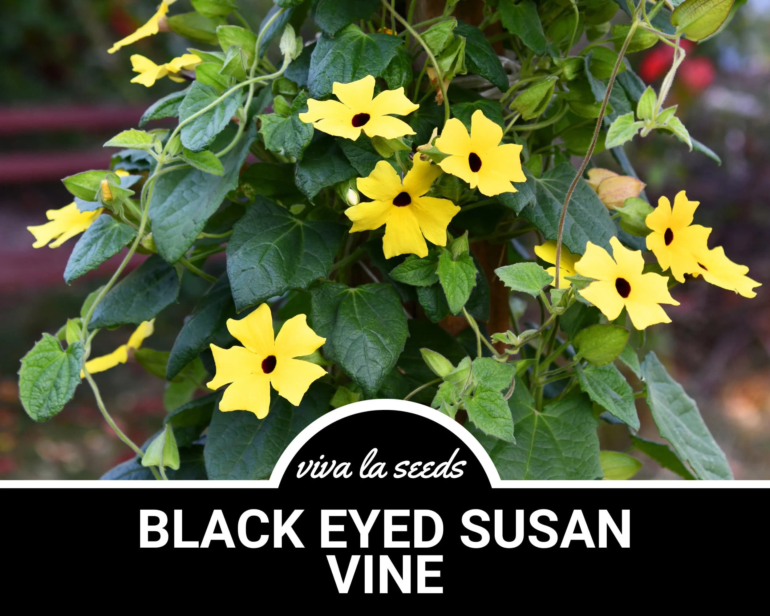 Black Eyed Susan, Vine Mix | 100 Seeds | Medicinal | Easy to Grow | Non GMO | Thunbergia alata