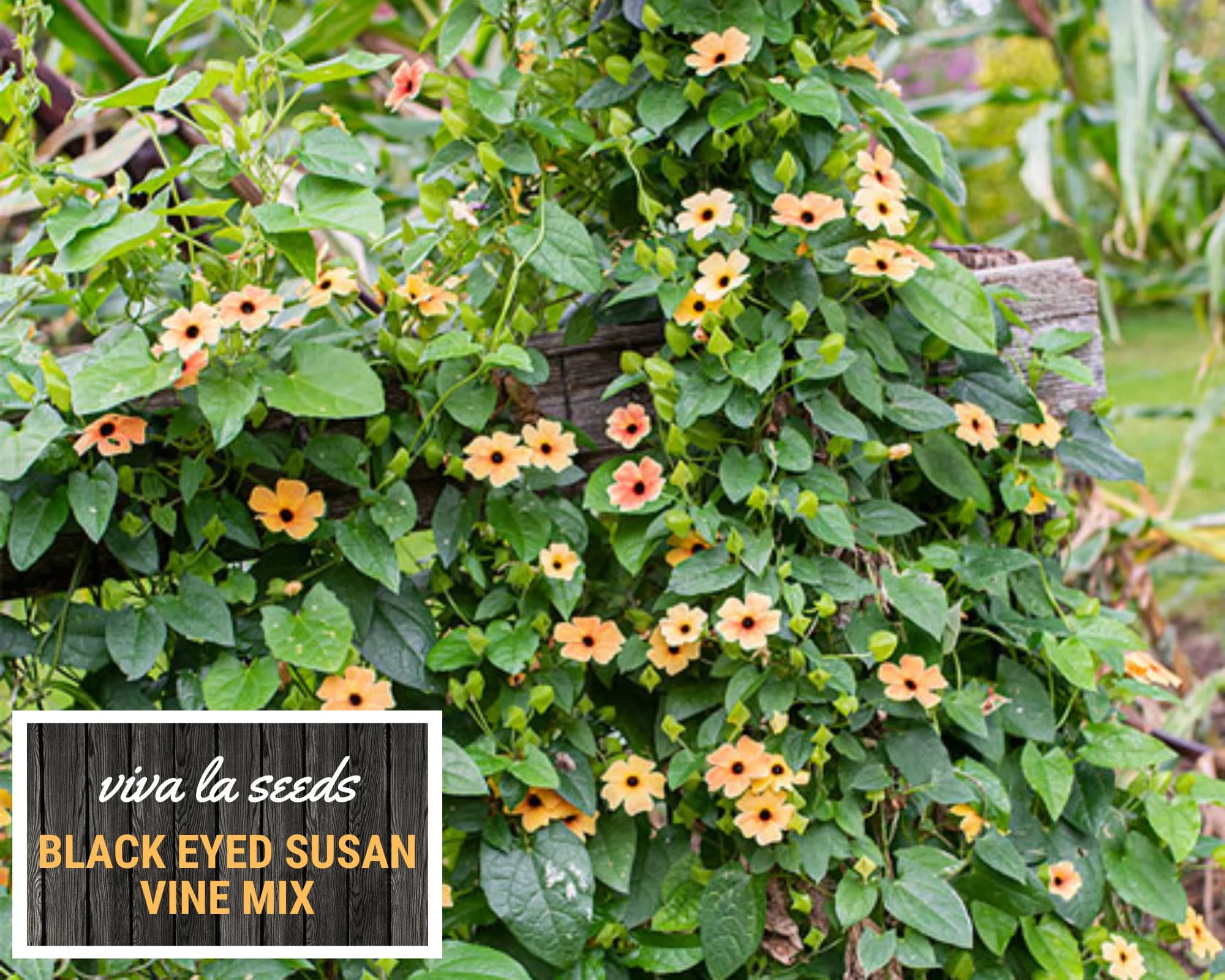 Black Eyed Susan, Vine Mix | 100 Seeds | Medicinal | Easy to Grow | Non GMO | Thunbergia alata - image 4