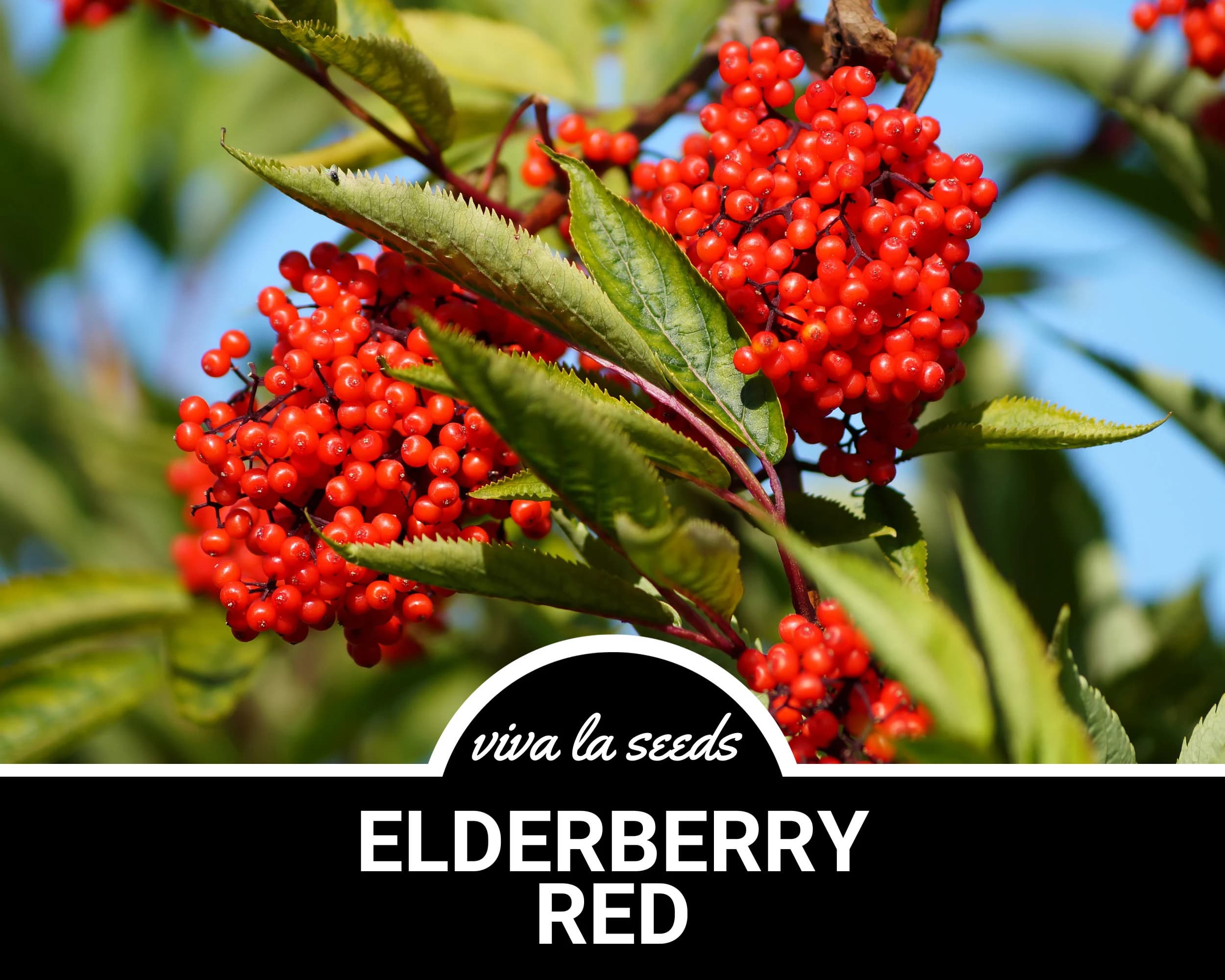 Elderberry - Red | 50 Seeds | Medicinal | Culinary | Non GMO | Sambucus racemosa
