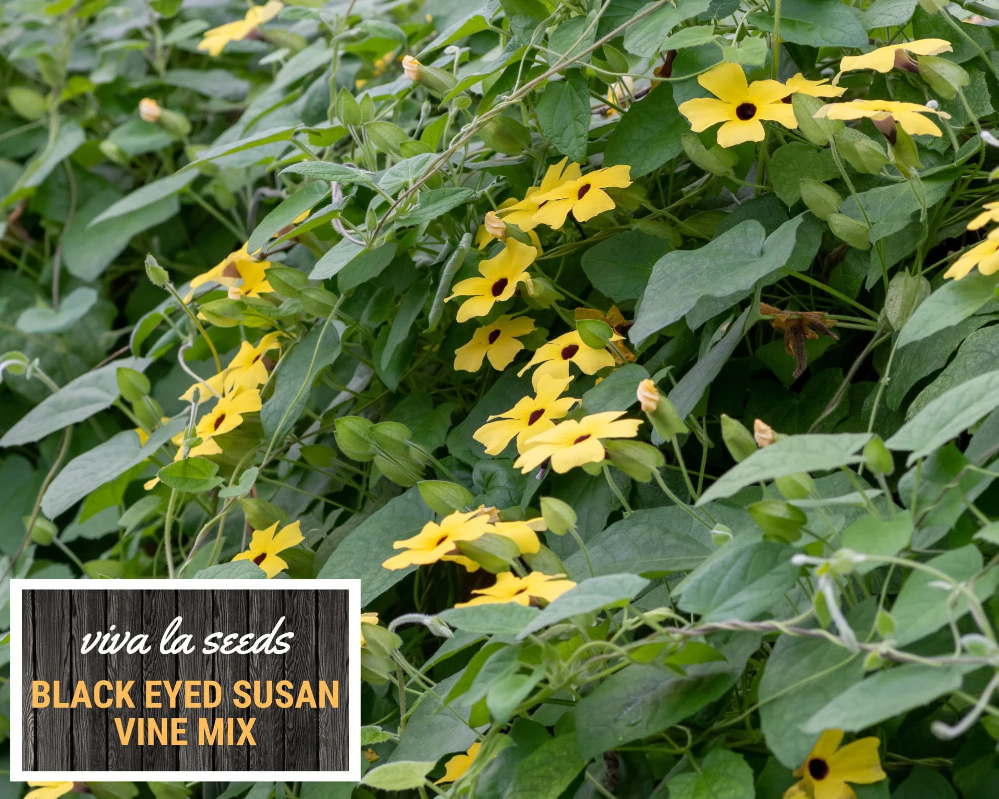Black Eyed Susan, Vine Mix | 100 Seeds | Medicinal | Easy to Grow | Non GMO | Thunbergia alata - image 5