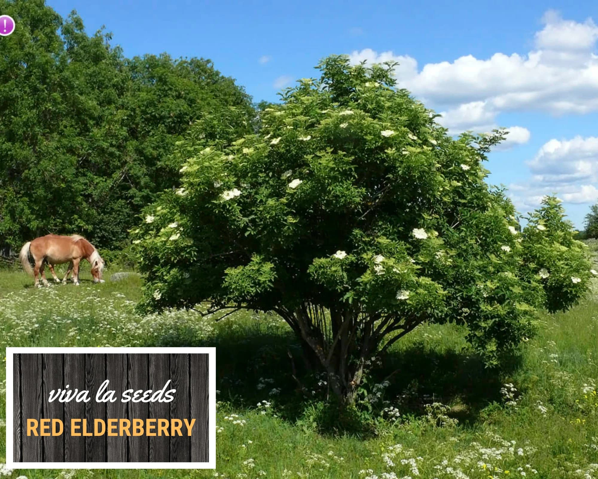 Elderberry - Red | 50 Seeds | Medicinal | Culinary | Non GMO | Sambucus racemosa - image 4