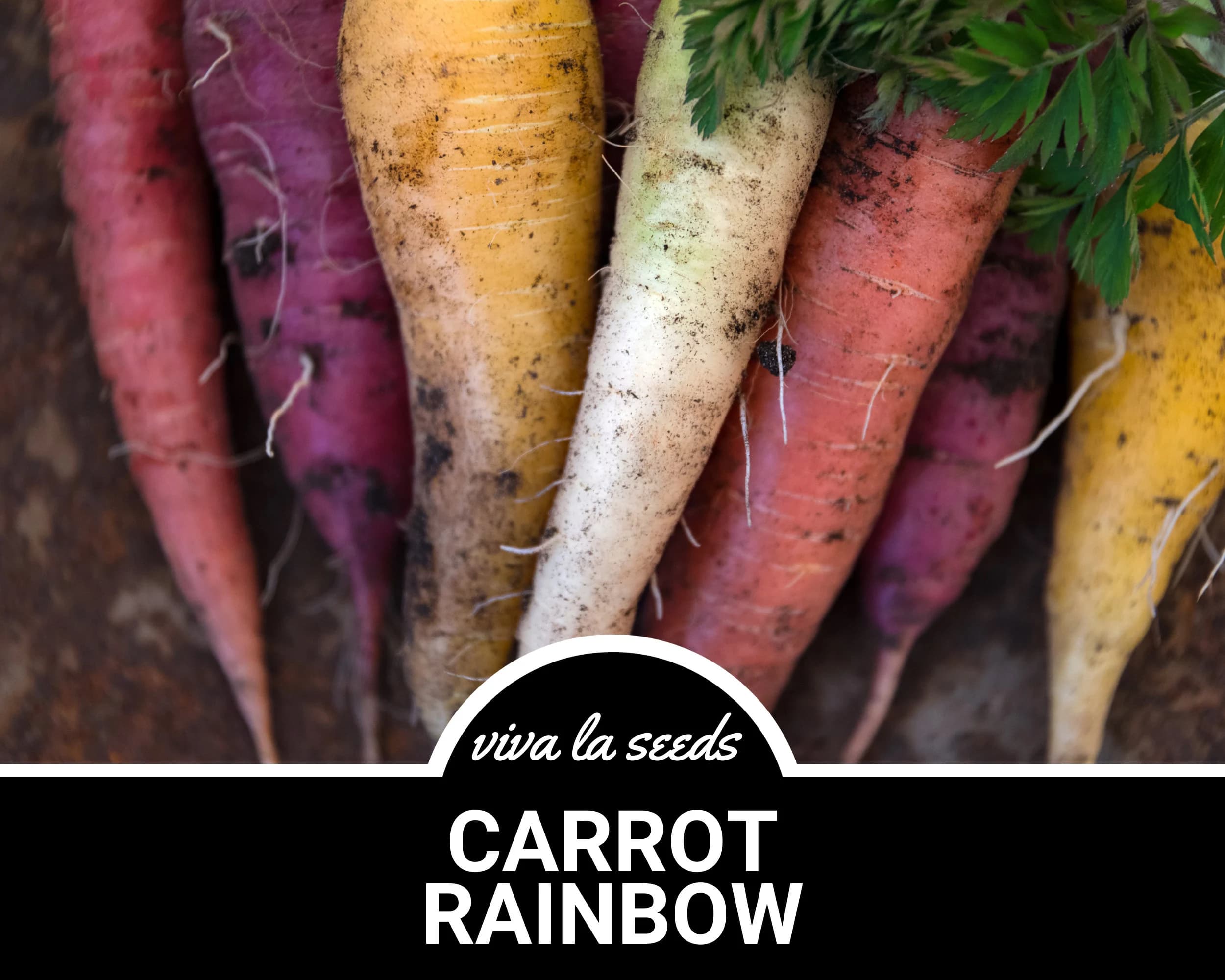 Carrot, Rainbow | 100 Seeds | Heirloom | Non-GMO | Daucus carota