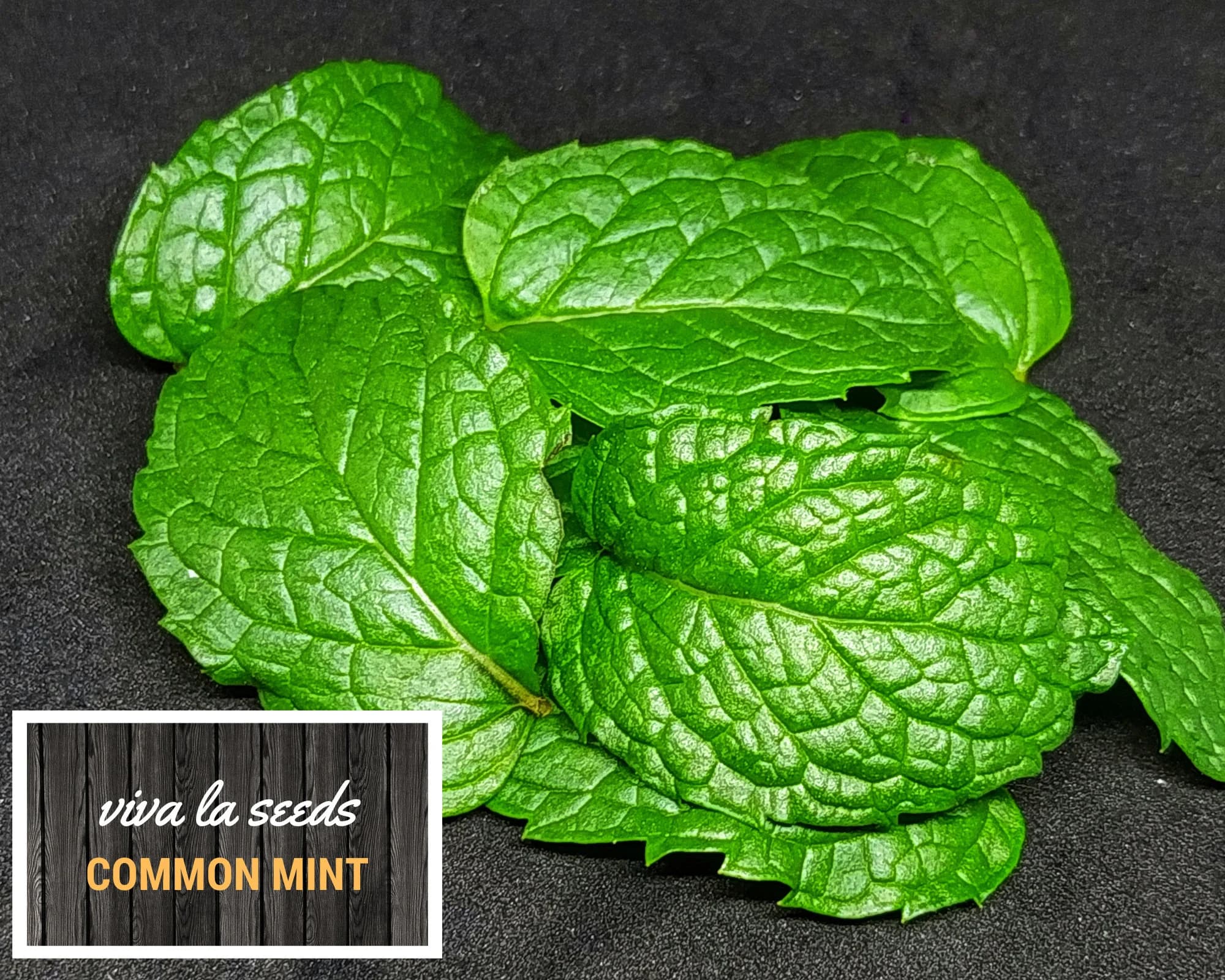 Mint, Common | 100 Seeds | Medicinal | Culinary Herb | Heirloom | Mentha spp. - image 3