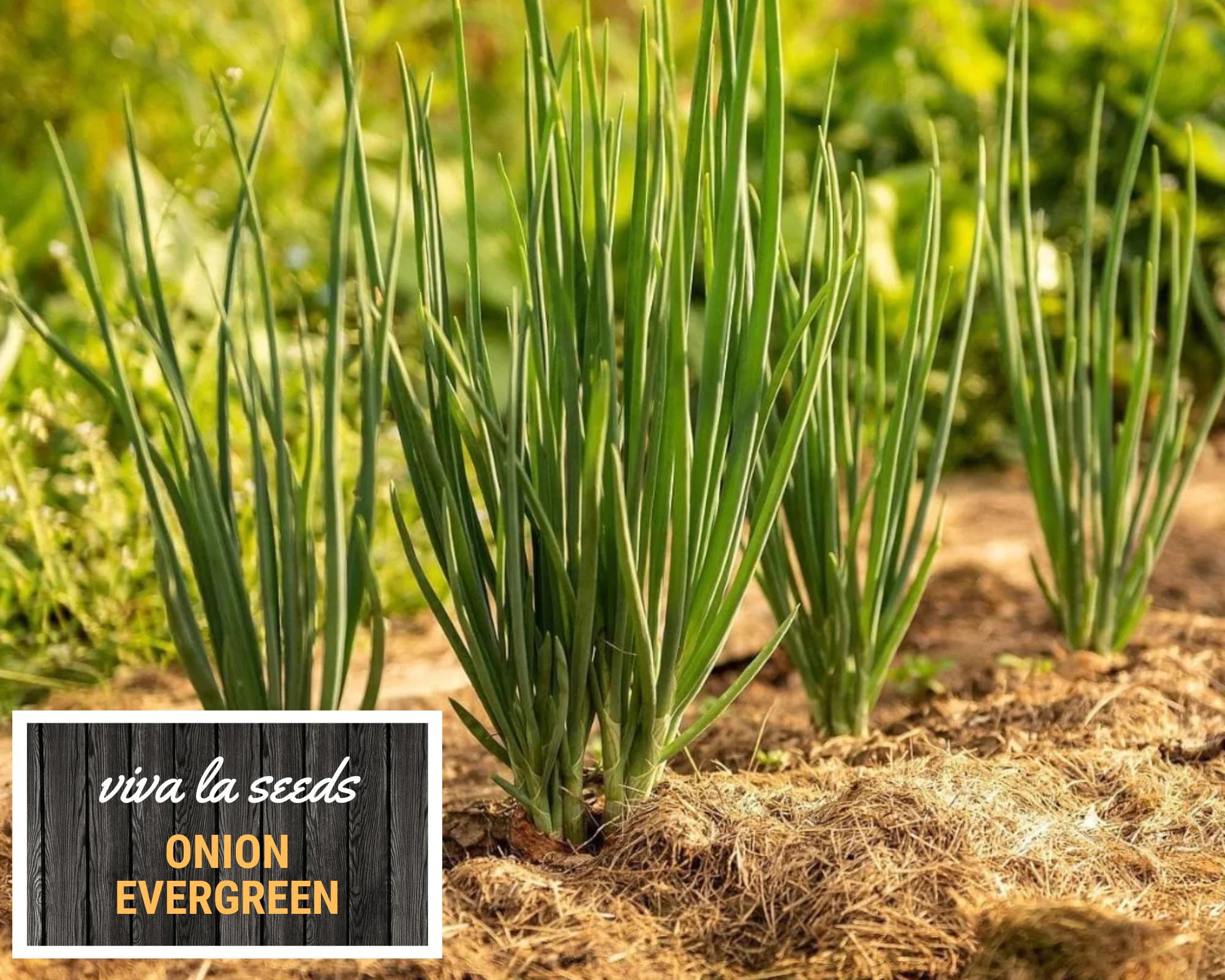 Onion, Evergreen Bunching | 200 Seeds | Heirloom | Non GMO | Allium fistulosum - image 3