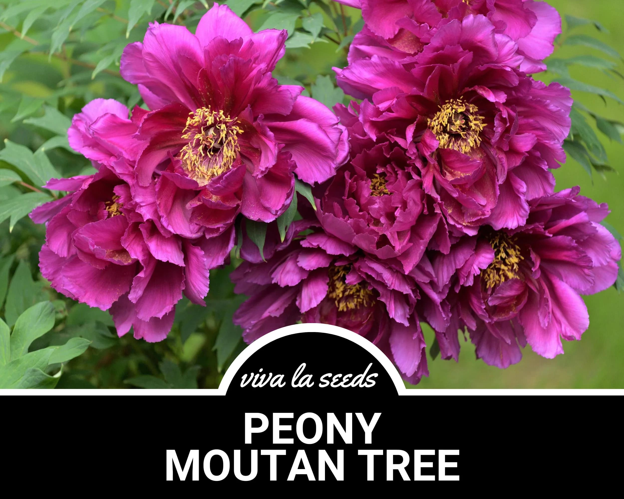 Peony, Moutan Tree | 10 Seeds | Heirloom Perennial Shrub | Culinary & Medicinal | Large Blooms | Paeonia suffruticosa - image 3