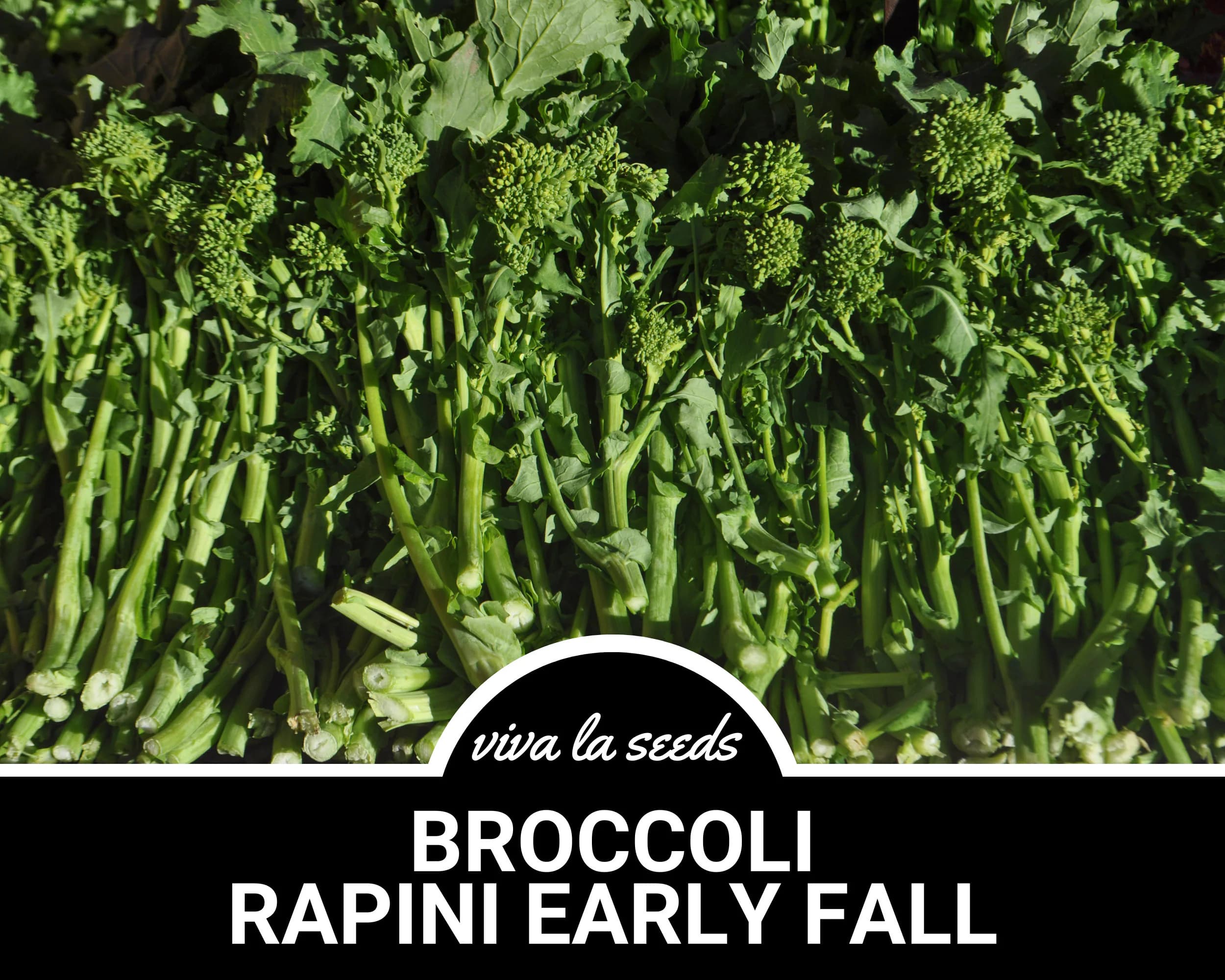Broccoli, Rapini Early Fall (Raab) | 100 Seeds | Heirloom Vegetable | Open Pollinated | Non-GMO | Brasssica oleracea