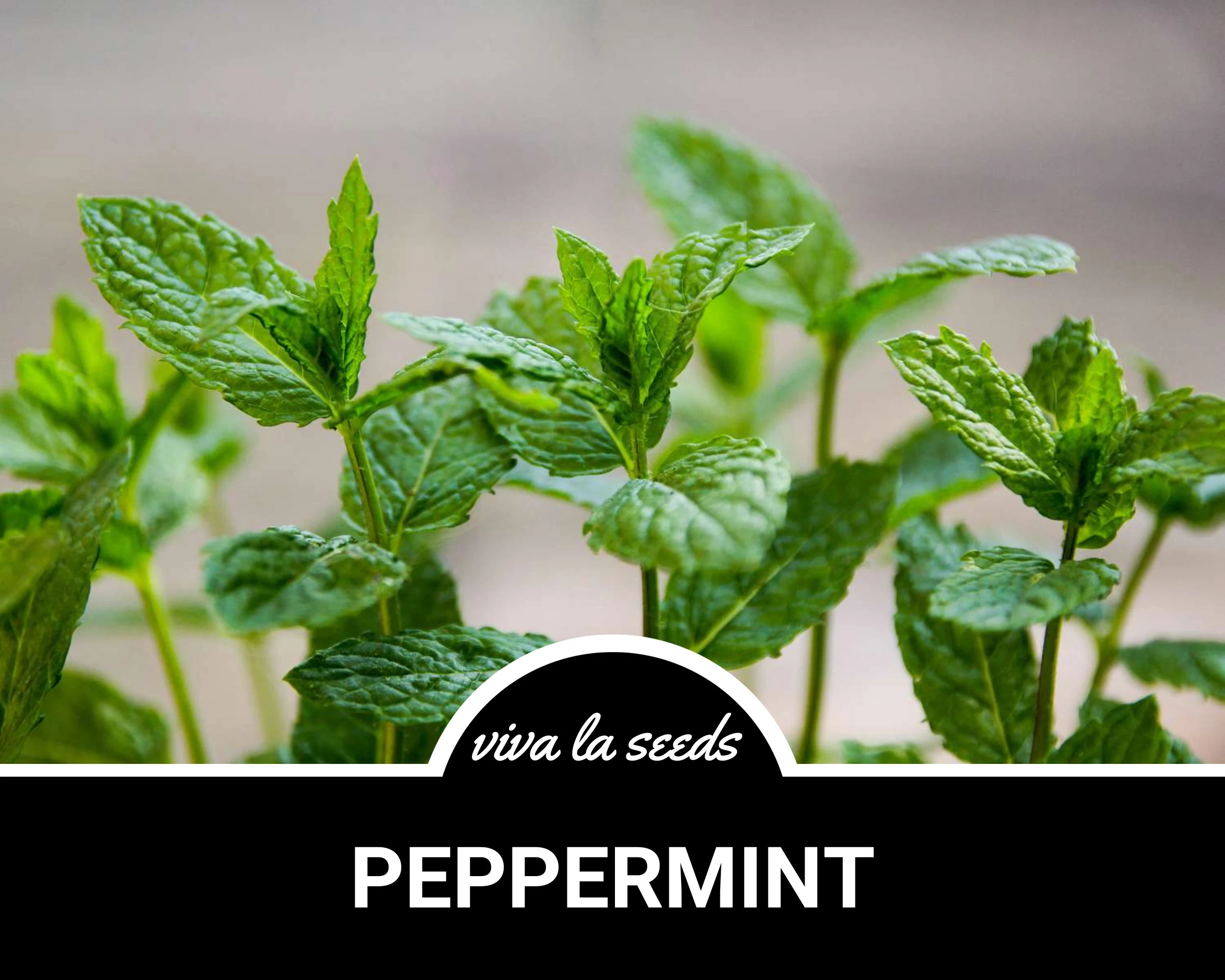 Peppermint | 100 Seeds | Medicinal | Culinary Herb | Non GMO | Mentha piperita