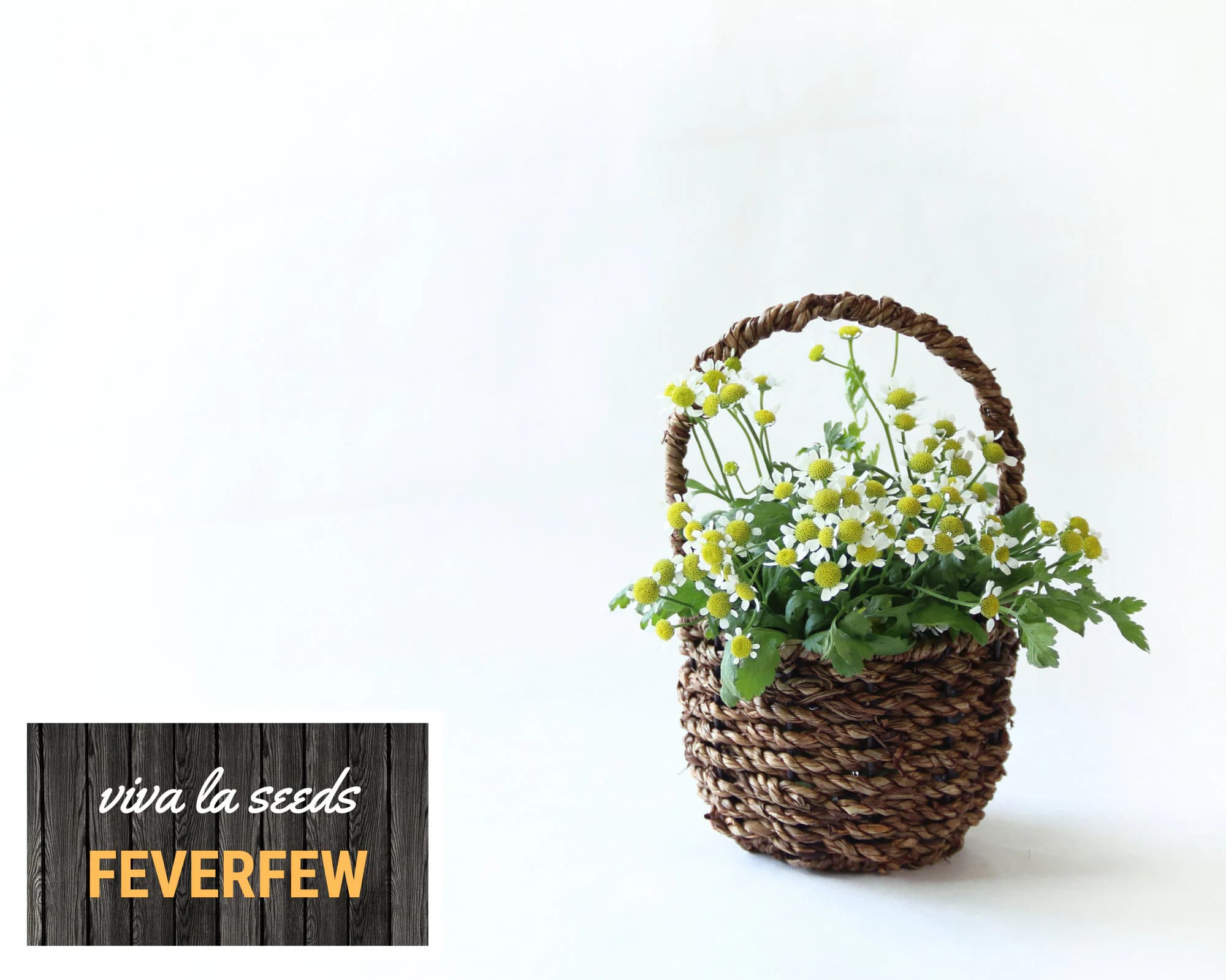 Feverfew | 100 Seeds | Medicinal | Hummingbird & Pollinator Plant | Non GMO | Tanacetum parthenium - image 5