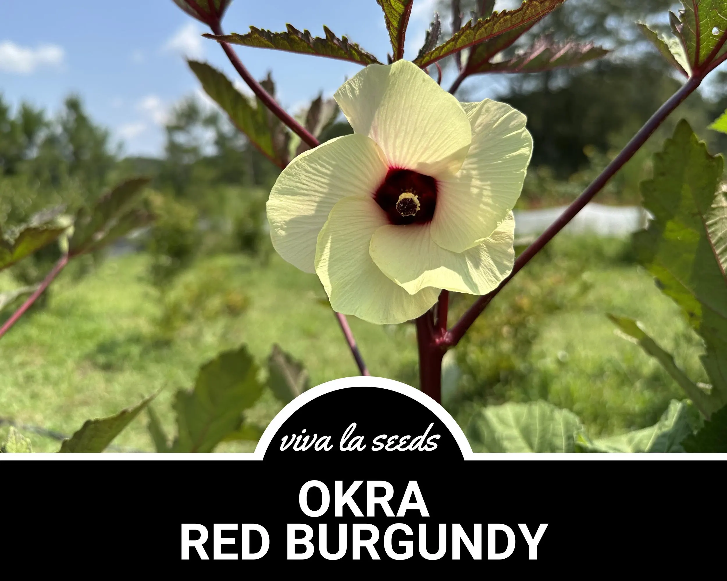 Okra, Red Burgundy | 50 Seeds | Heirloom Vegetable | Open Pollinated | Non-GMO | Abelmoschus esculentus - image 4