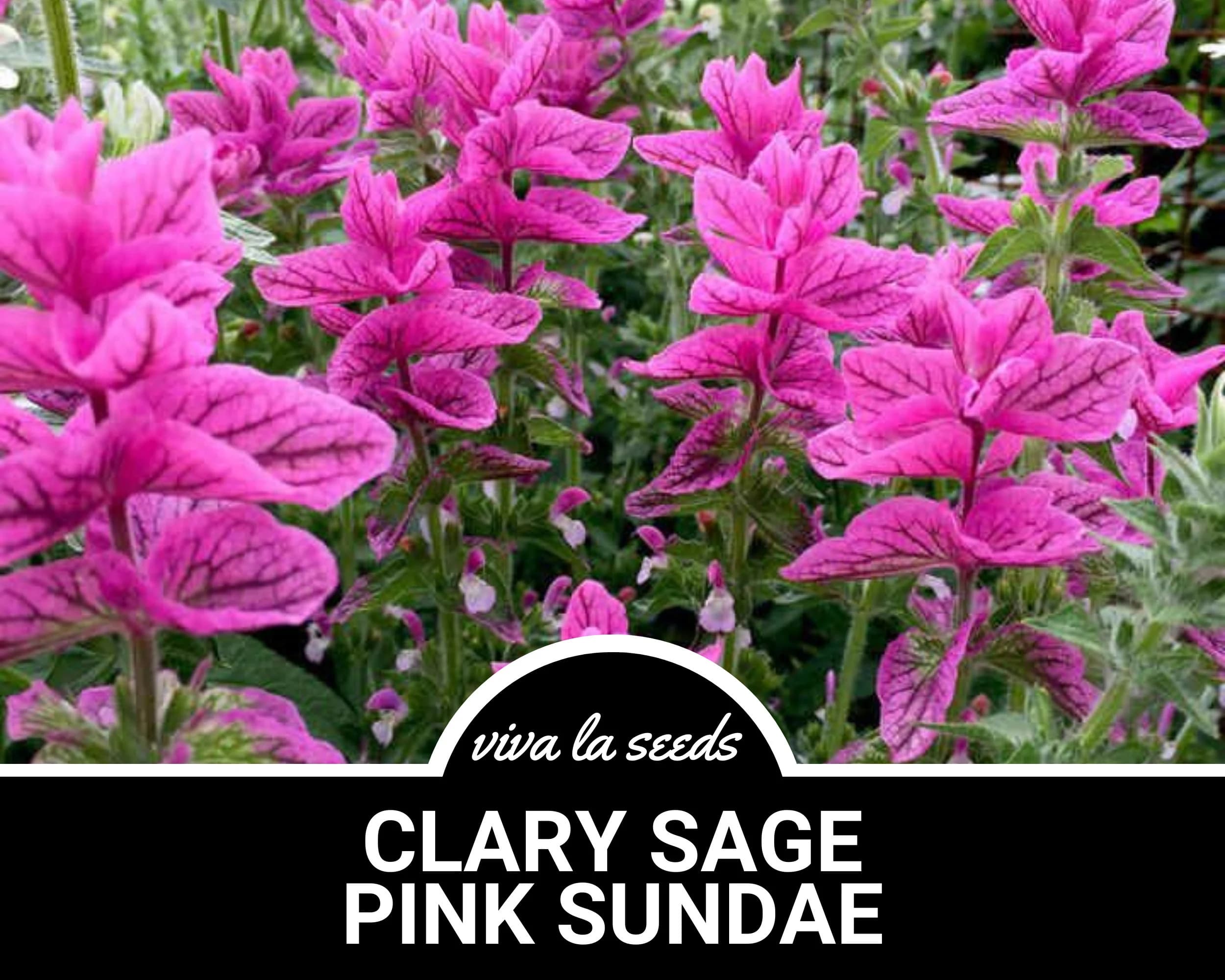 Clary Sage, Pink Sundae | 50 Seeds | Medicinal Herb | Fragrant Flower | Salvia horminum - image 3