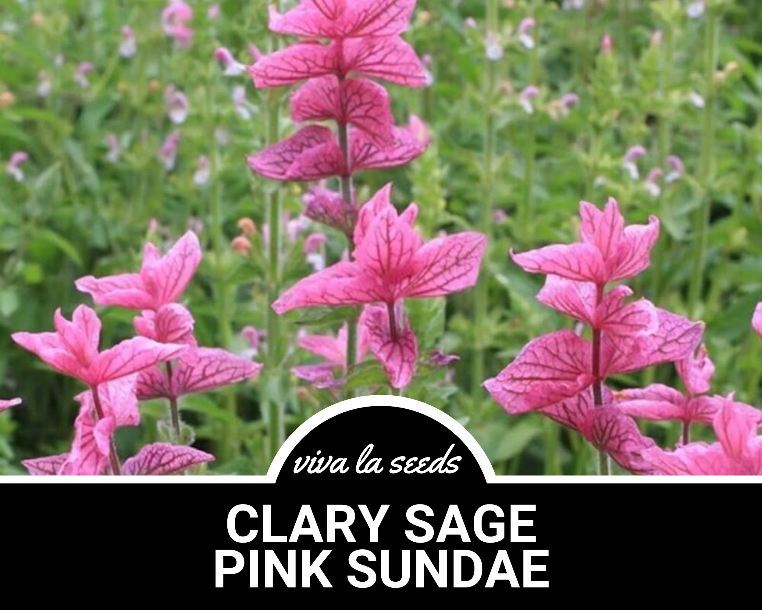 Clary Sage, Pink Sundae | 50 Seeds | Medicinal Herb | Fragrant Flower | Salvia horminum - image 4