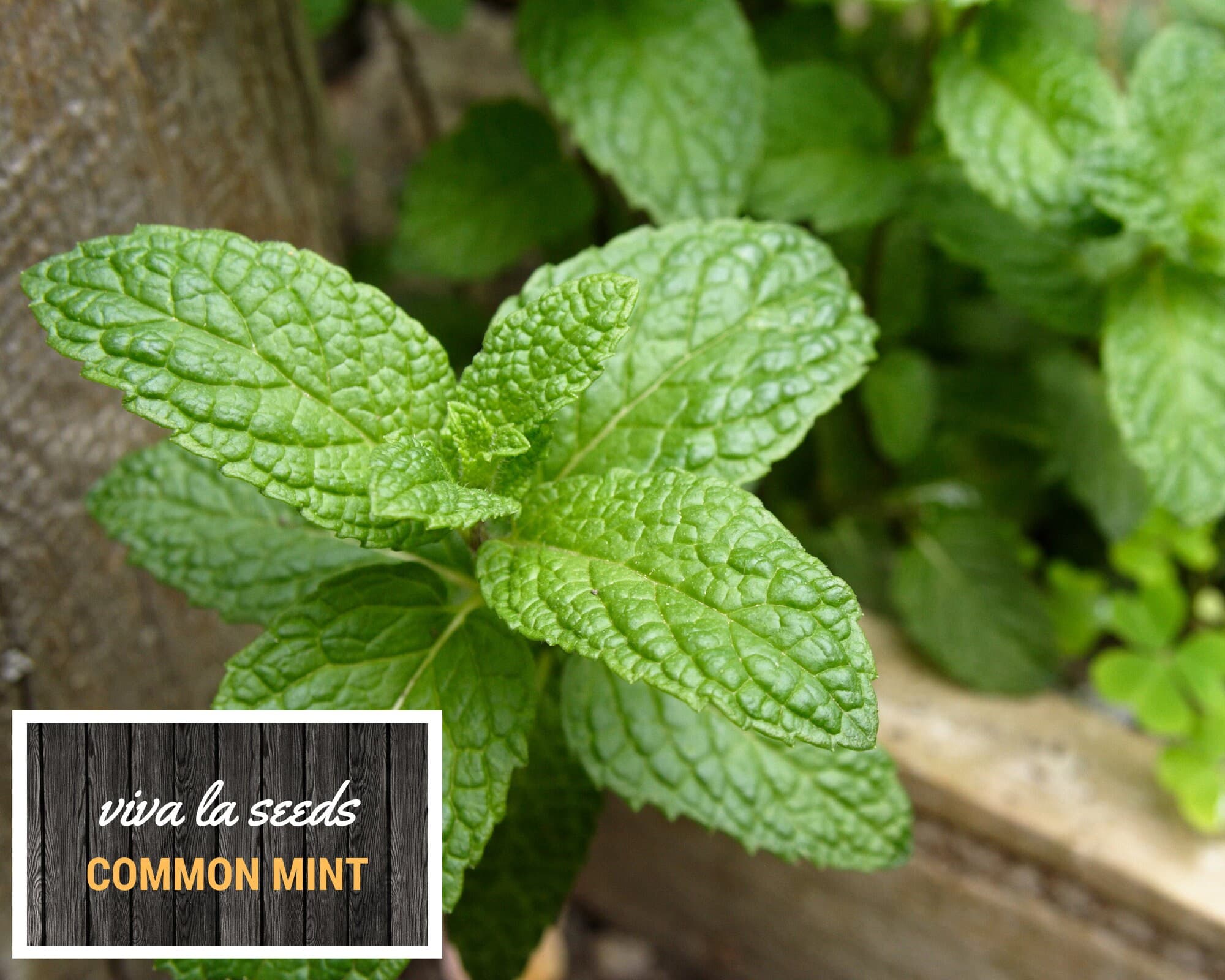 Mint, Common | 100 Seeds | Medicinal | Culinary Herb | Heirloom | Mentha spp. - image 4
