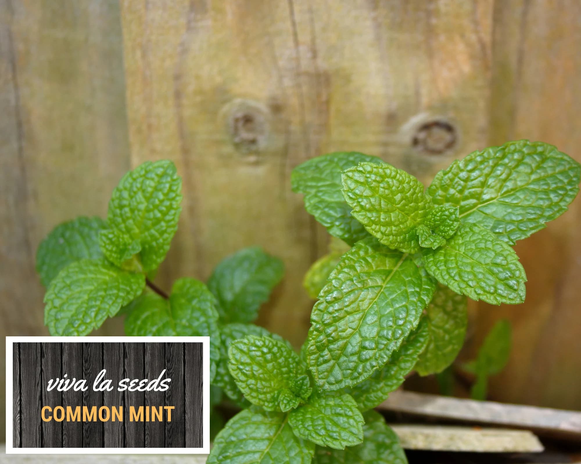 Mint, Common | 100 Seeds | Medicinal | Culinary Herb | Heirloom | Mentha spp. - image 5