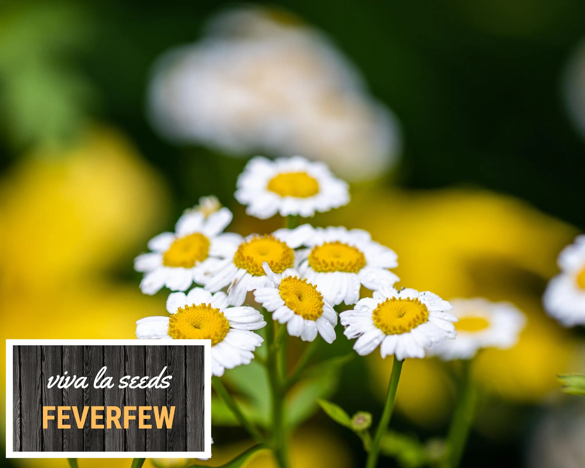 Feverfew | 100 Seeds | Medicinal | Hummingbird & Pollinator Plant | Non GMO | Tanacetum parthenium - image 3
