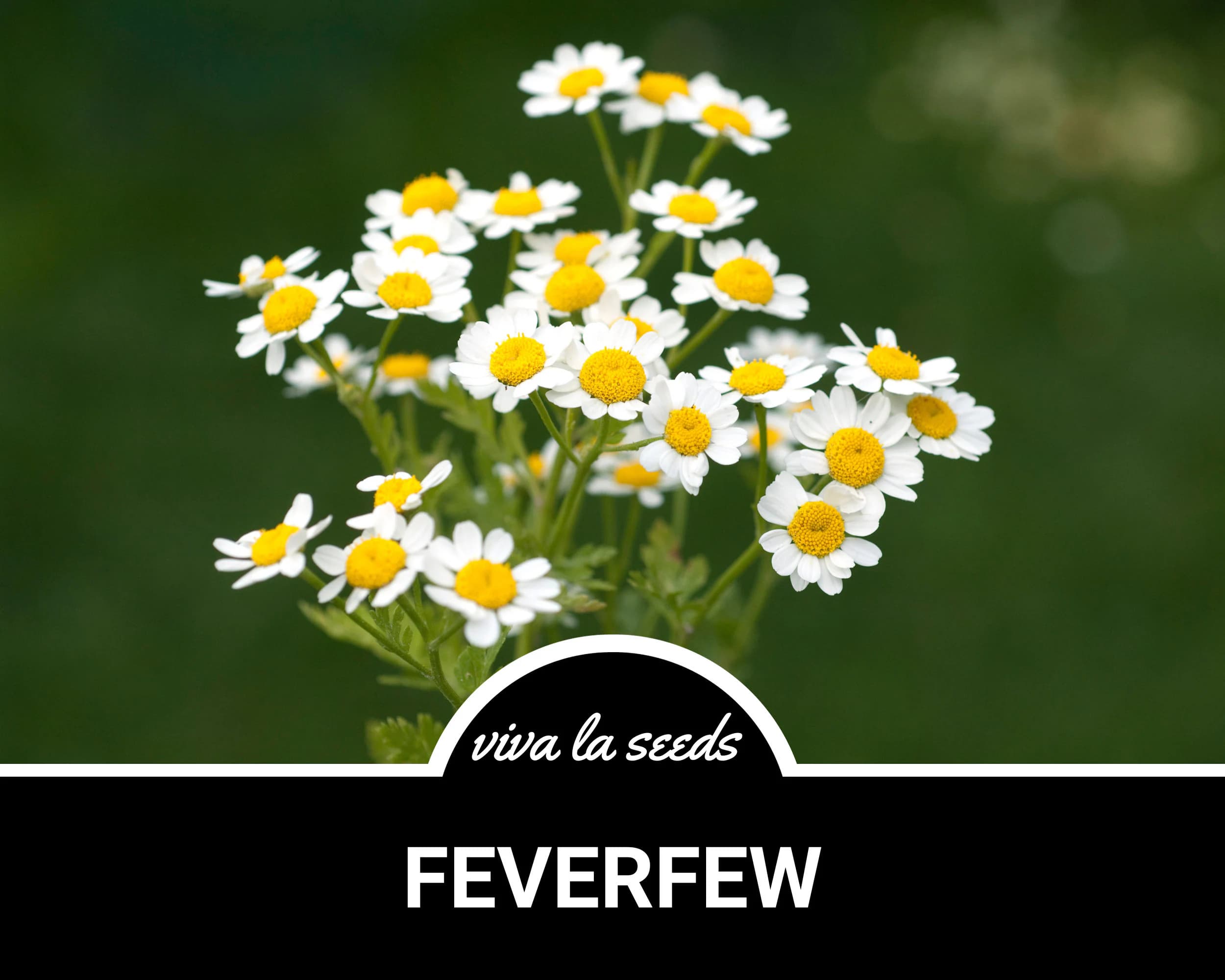 Feverfew | 100 Seeds | Medicinal | Hummingbird & Pollinator Plant | Non GMO | Tanacetum parthenium
