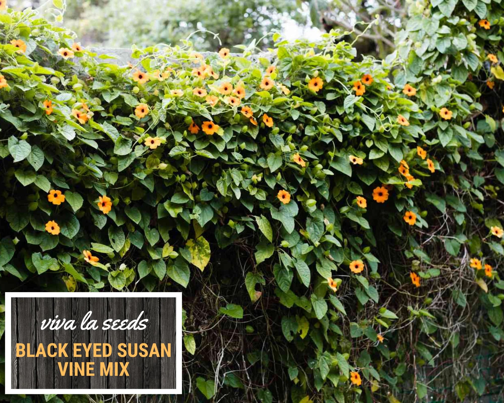 Black Eyed Susan, Vine Mix | 100 Seeds | Medicinal | Easy to Grow | Non GMO | Thunbergia alata - image 3
