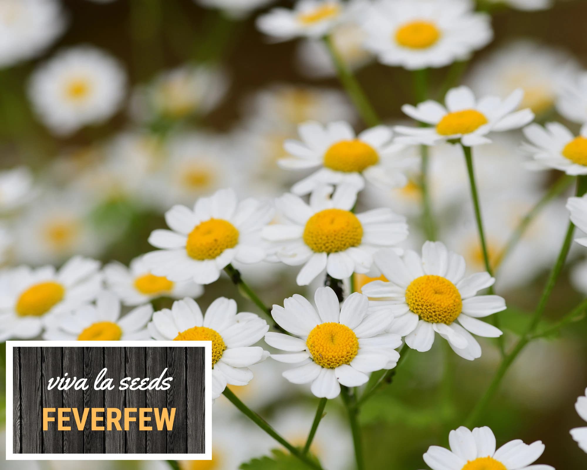 Feverfew | 100 Seeds | Medicinal | Hummingbird & Pollinator Plant | Non GMO | Tanacetum parthenium - image 4