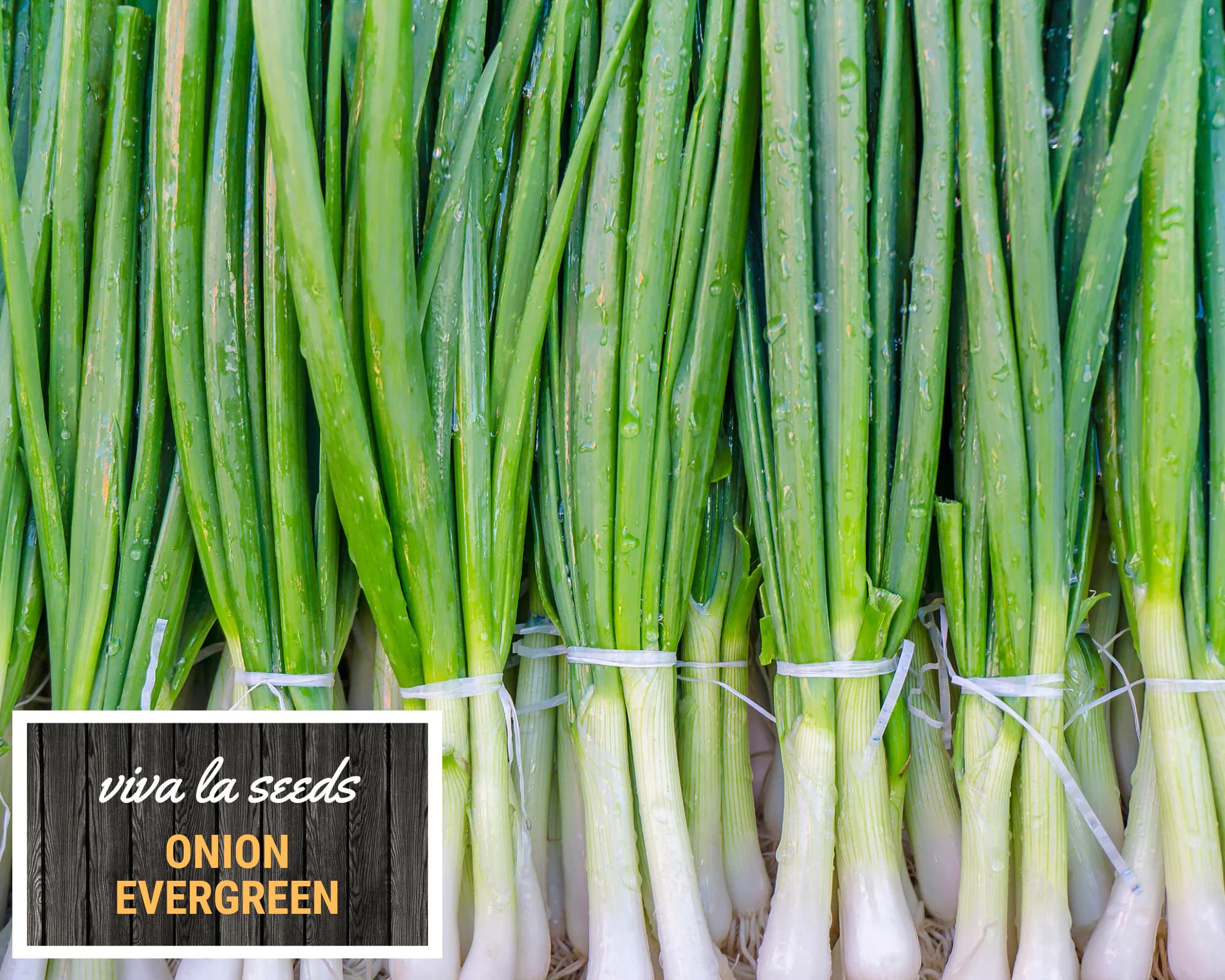 Onion, Evergreen Bunching | 200 Seeds | Heirloom | Non GMO | Allium fistulosum - image 5