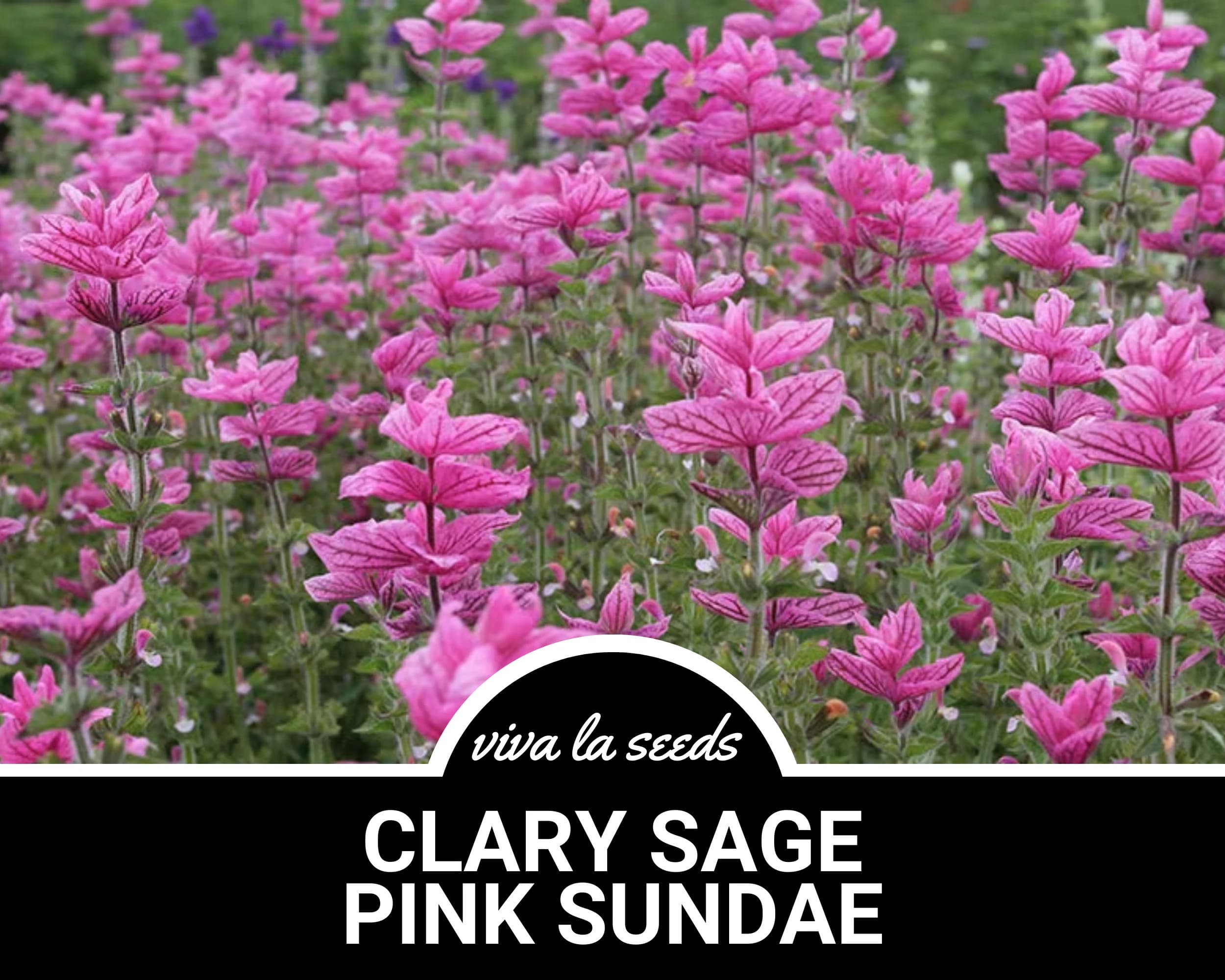 Clary Sage, Pink Sundae | 50 Seeds | Medicinal Herb | Fragrant Flower | Salvia horminum - image 5