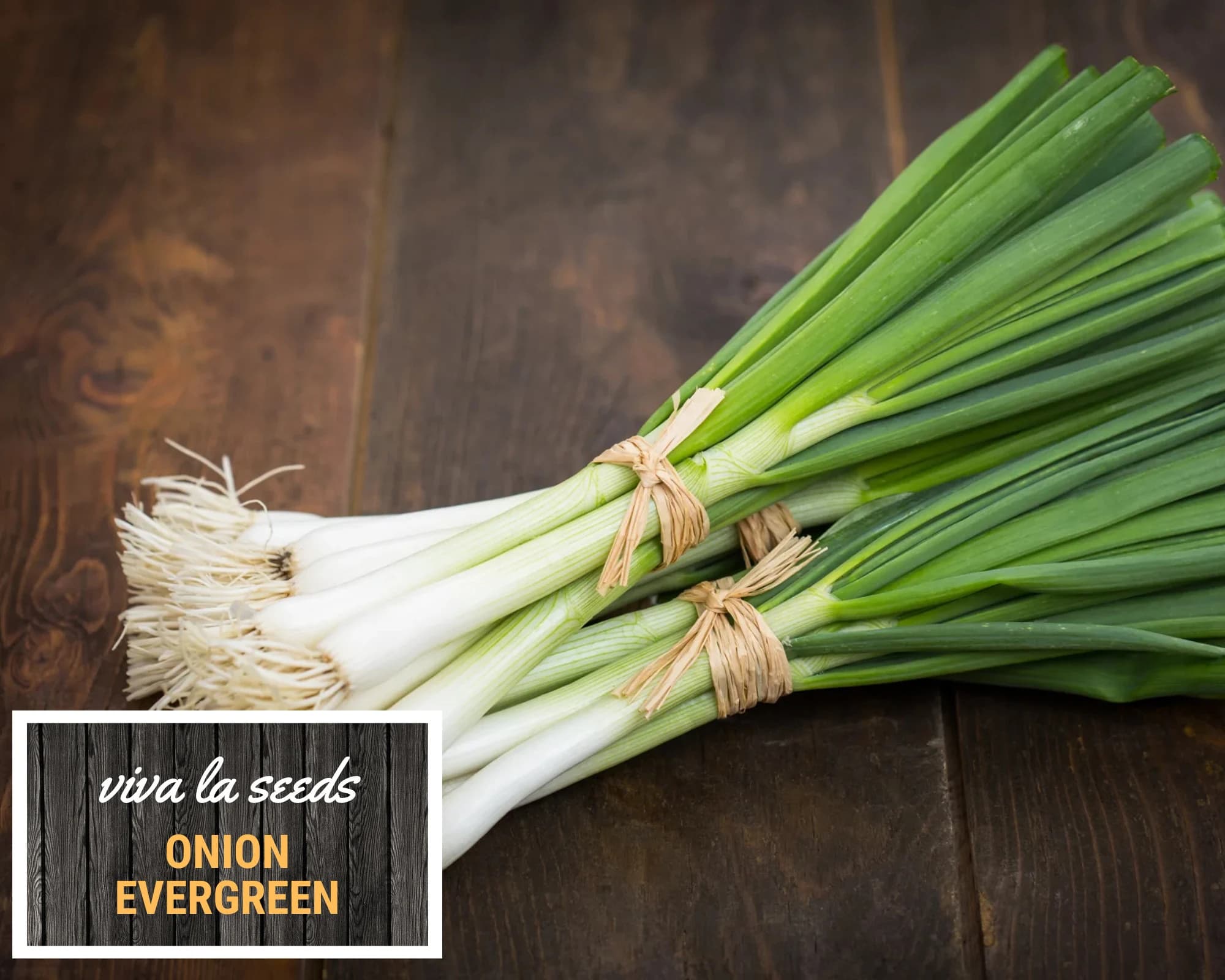 Onion, Evergreen Bunching | 200 Seeds | Heirloom | Non GMO | Allium fistulosum - image 4
