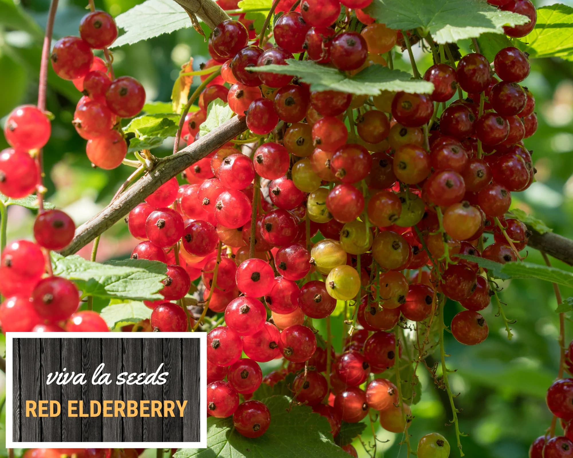 Elderberry - Red | 50 Seeds | Medicinal | Culinary | Non GMO | Sambucus racemosa - image 3