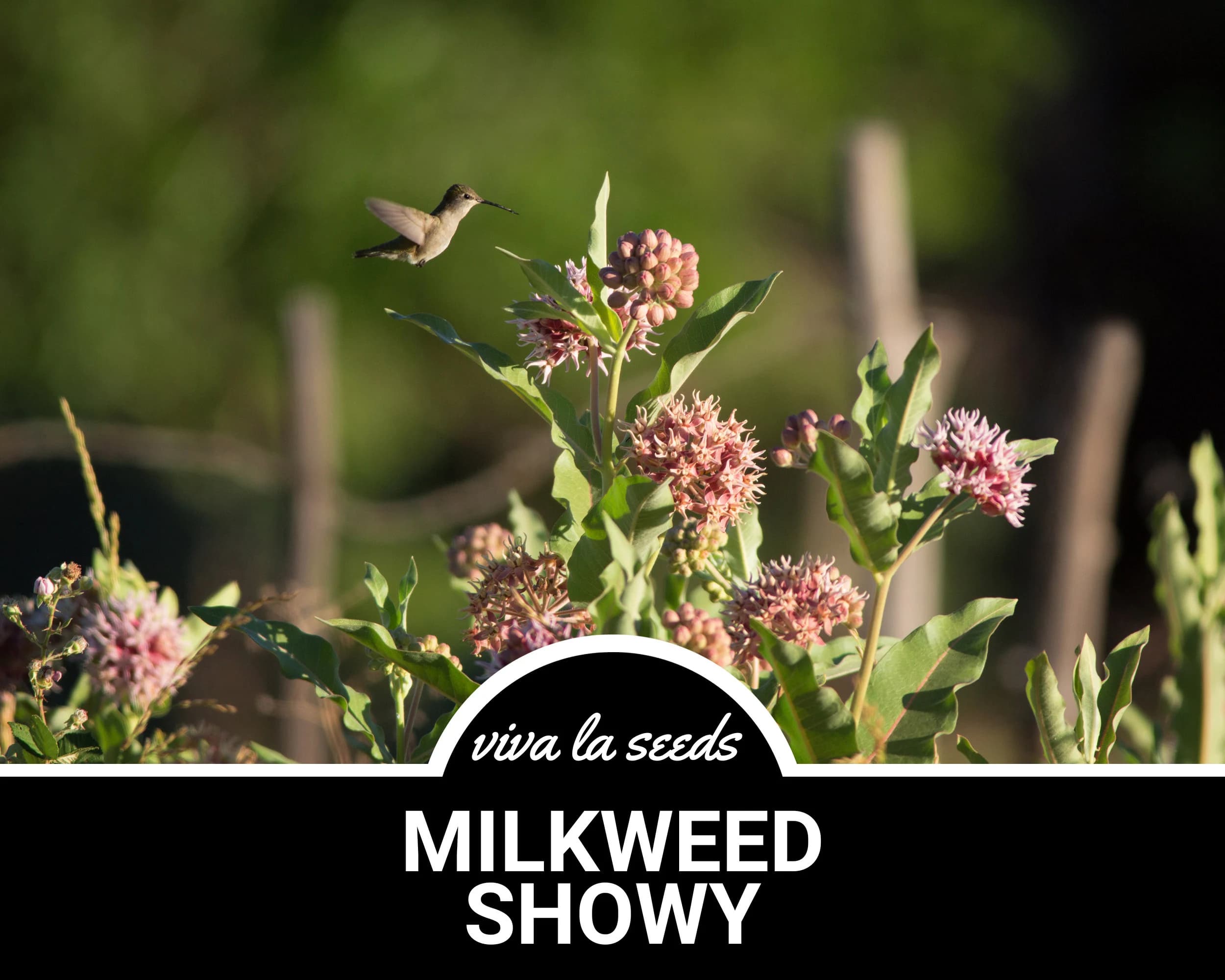Milkweed, Showy | 20 Seeds | Butterfly & Hummingbird Must | Non GMO | Asclepias speciosa