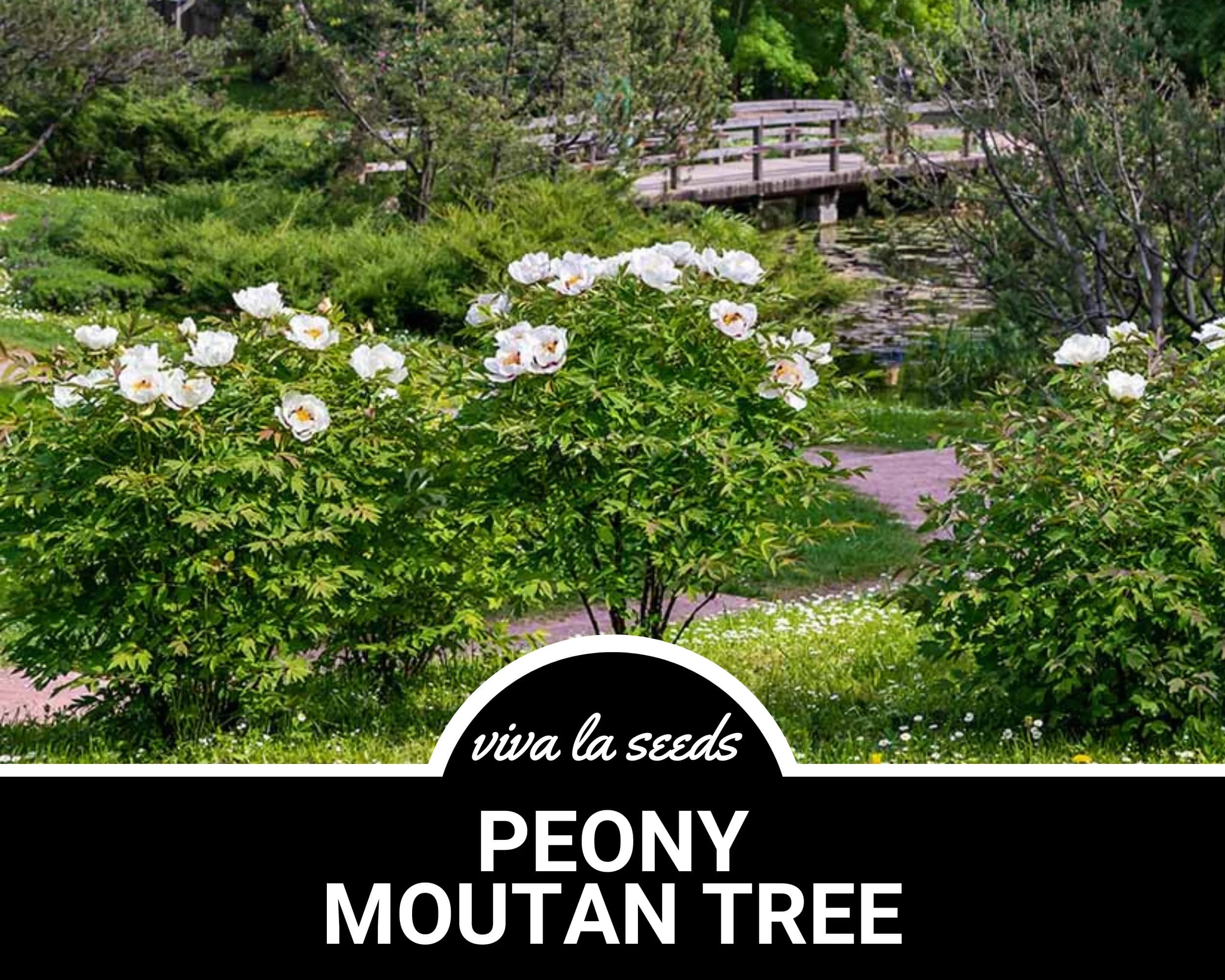 Peony, Moutan Tree | 10 Seeds | Heirloom Perennial Shrub | Culinary & Medicinal | Large Blooms | Paeonia suffruticosa - image 5