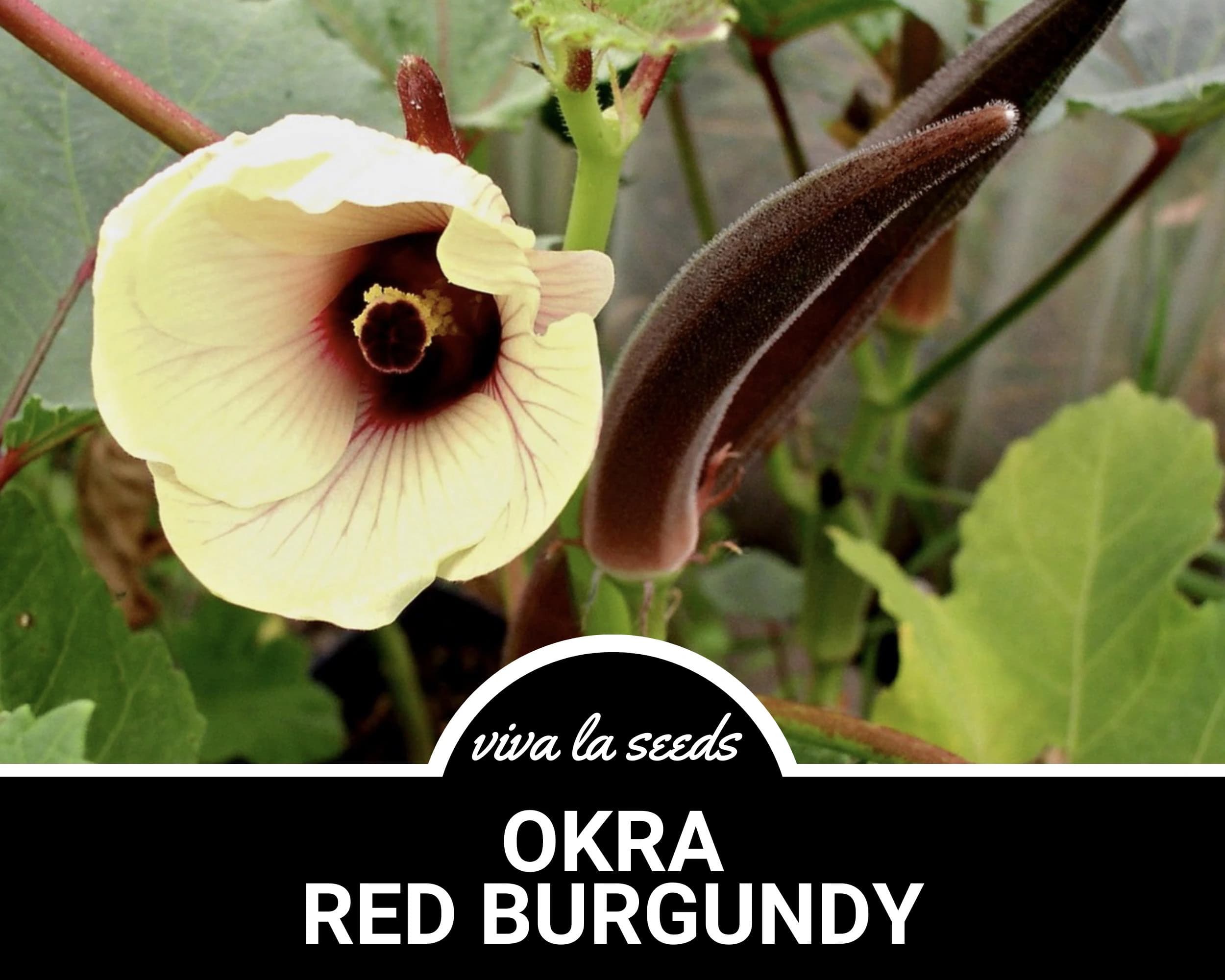 Okra, Red Burgundy | 50 Seeds | Heirloom Vegetable | Open Pollinated | Non-GMO | Abelmoschus esculentus