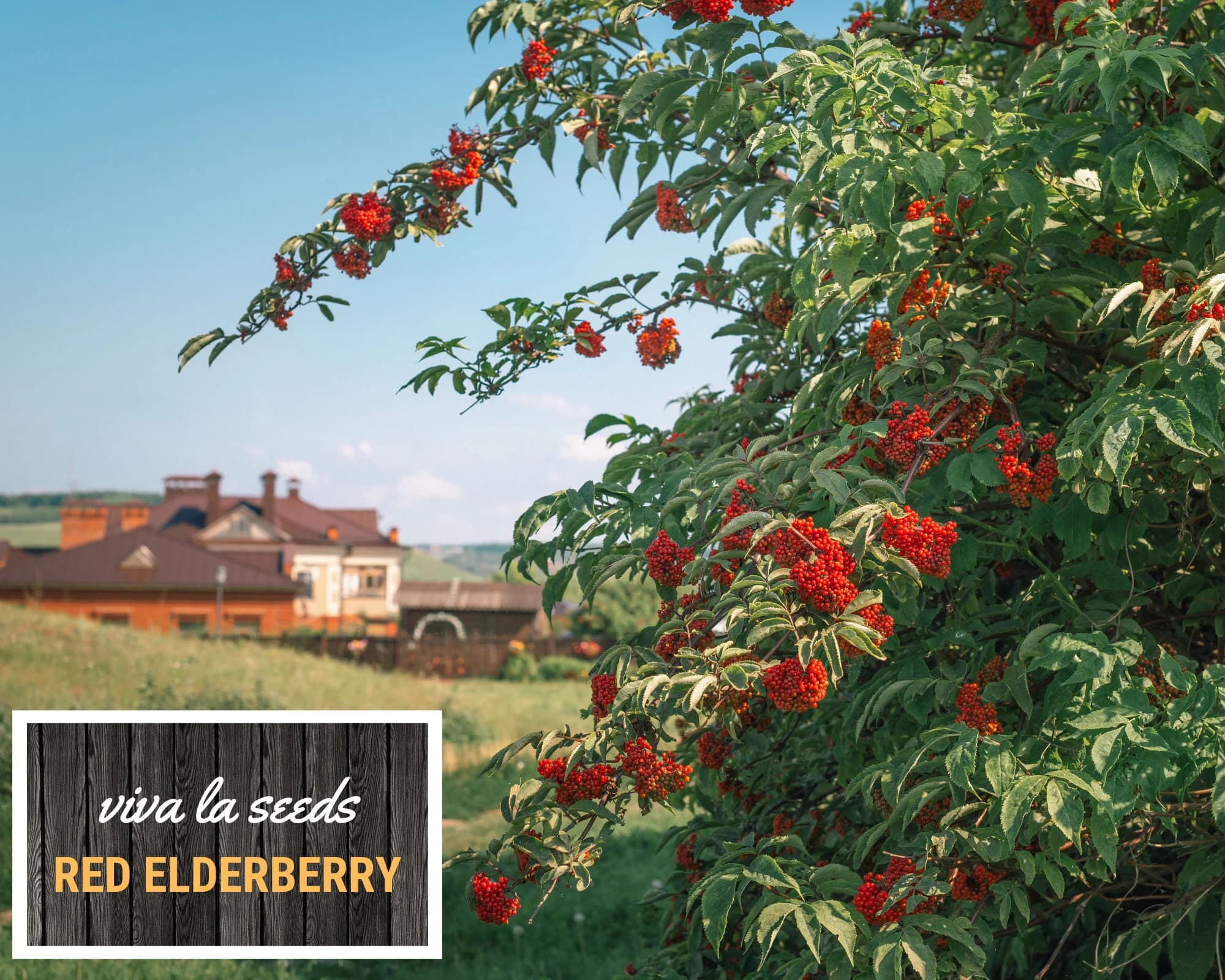 Elderberry - Red | 50 Seeds | Medicinal | Culinary | Non GMO | Sambucus racemosa - image 5