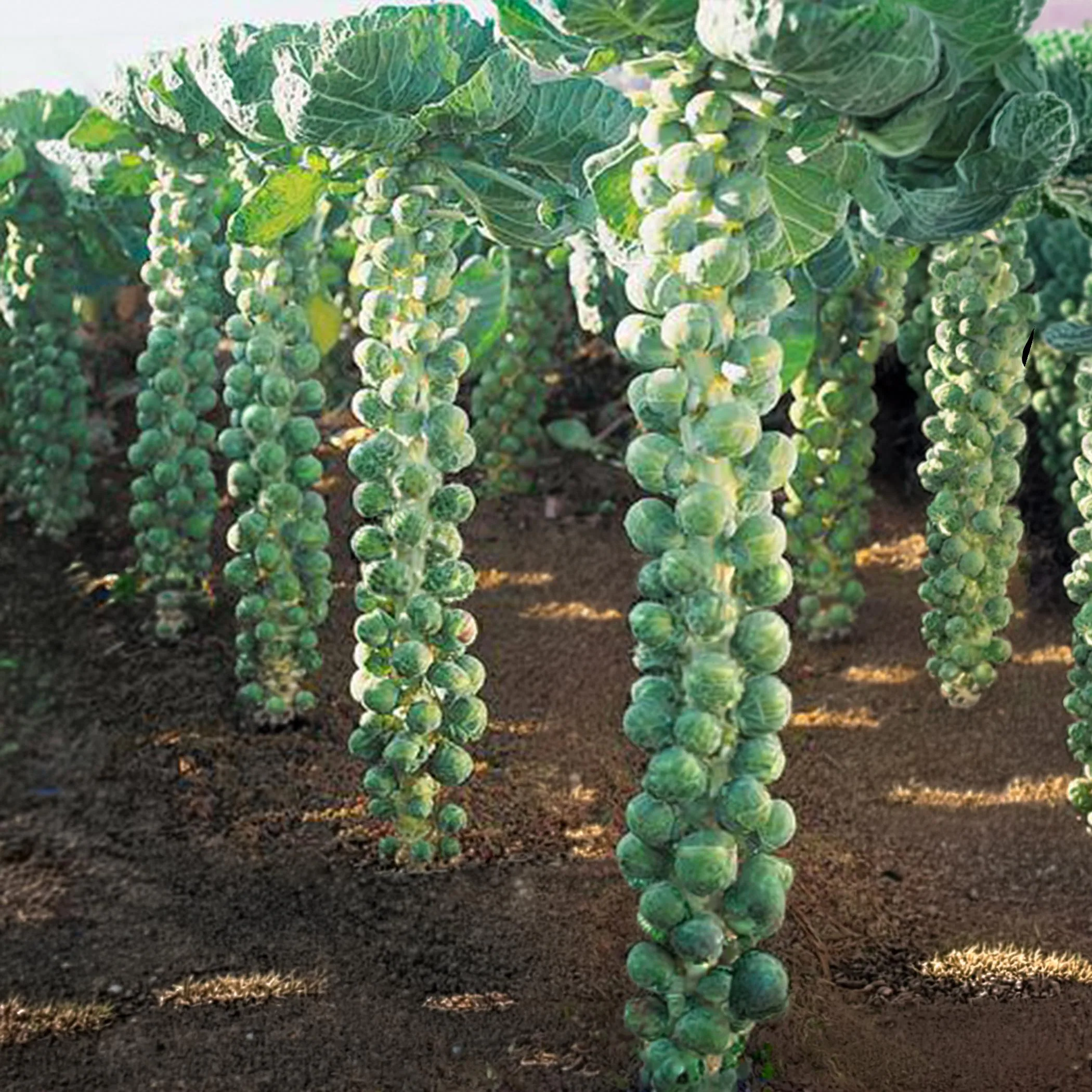 Catskill Brussel Sprout Seeds, Heirloom Non-GMO, Open Pollinated