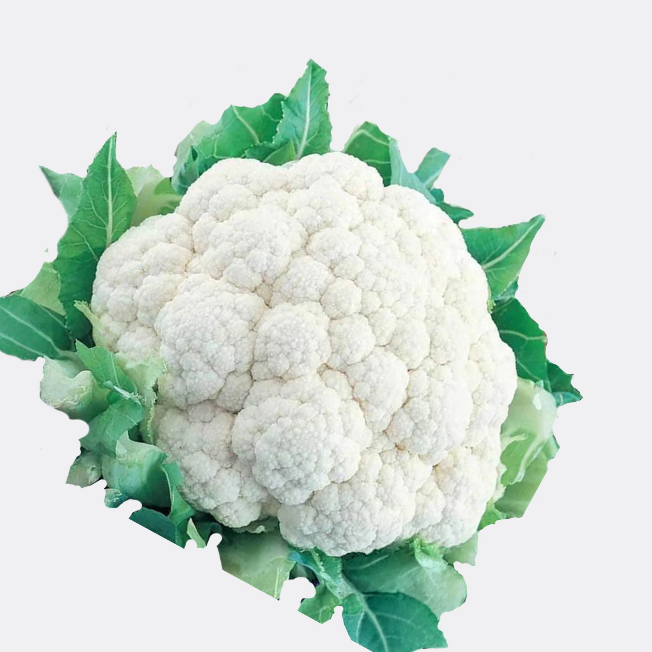 Snowball Y Improved Cauliflower Seeds, Heirloom Non-GMO, Pure White - image 3